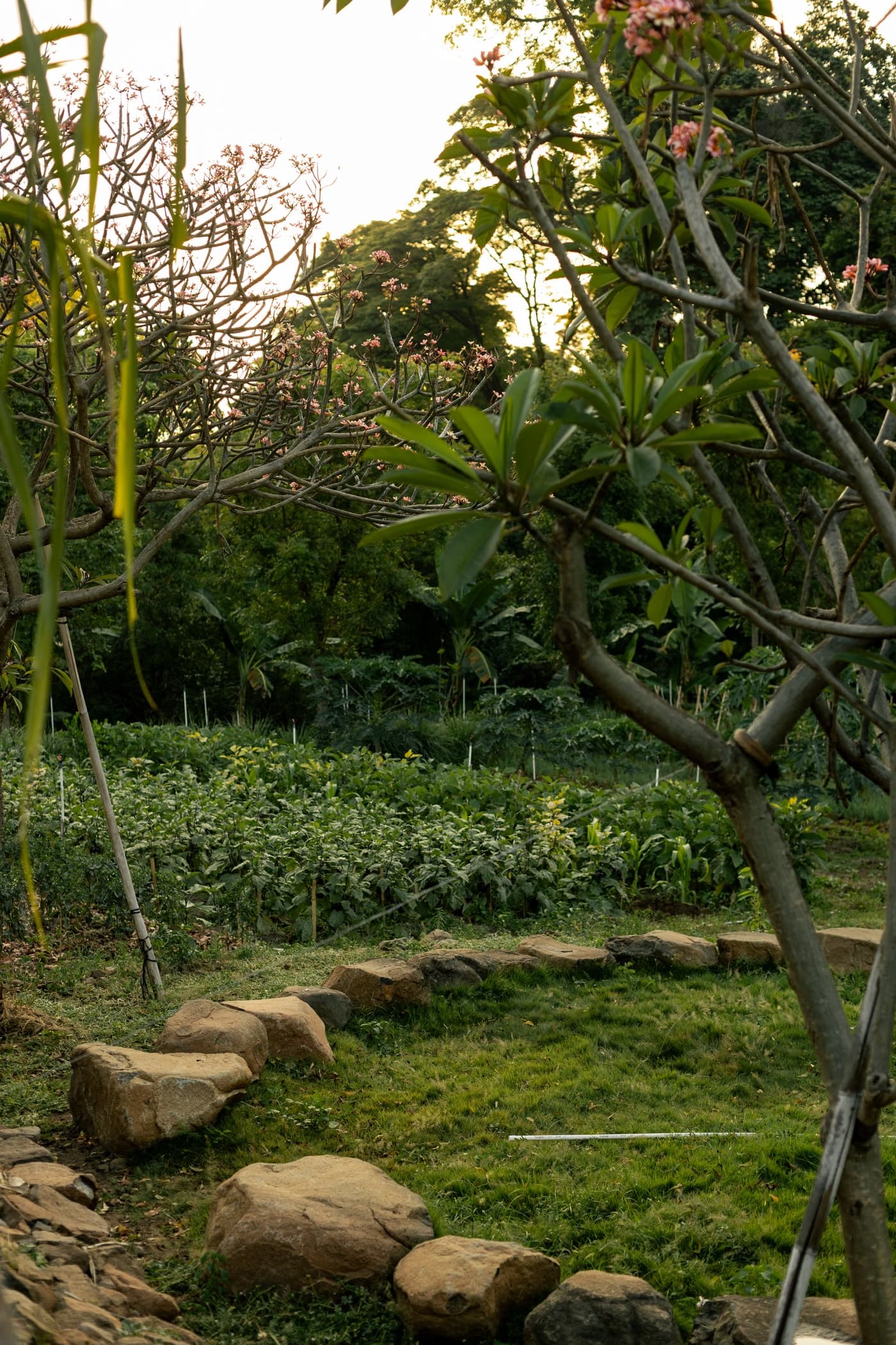 Garden path with frangipani trees and organic farm beds