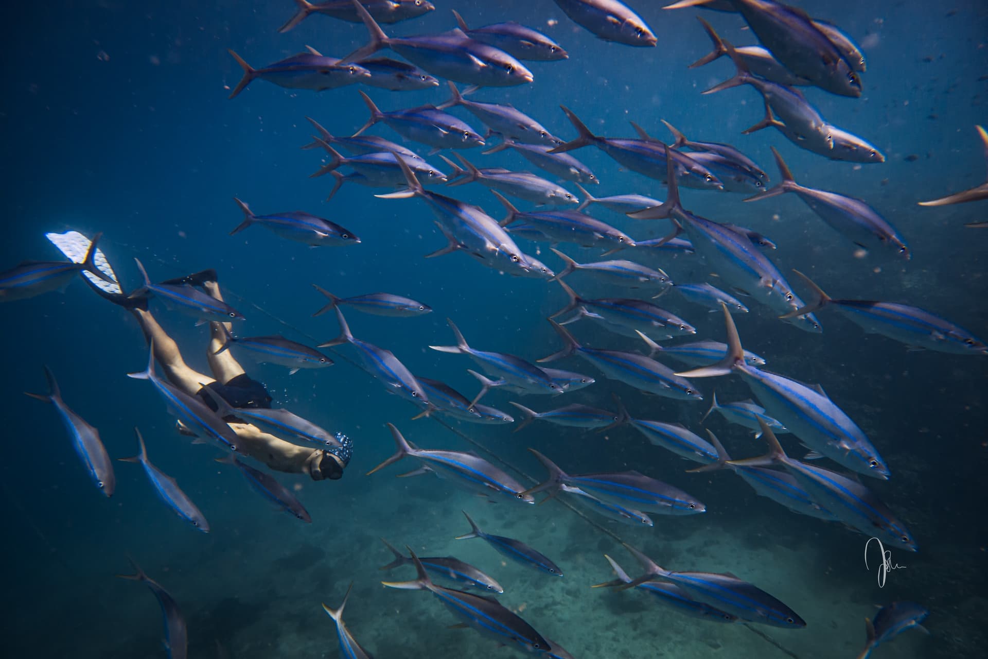 Underwater life of Northwest Bali