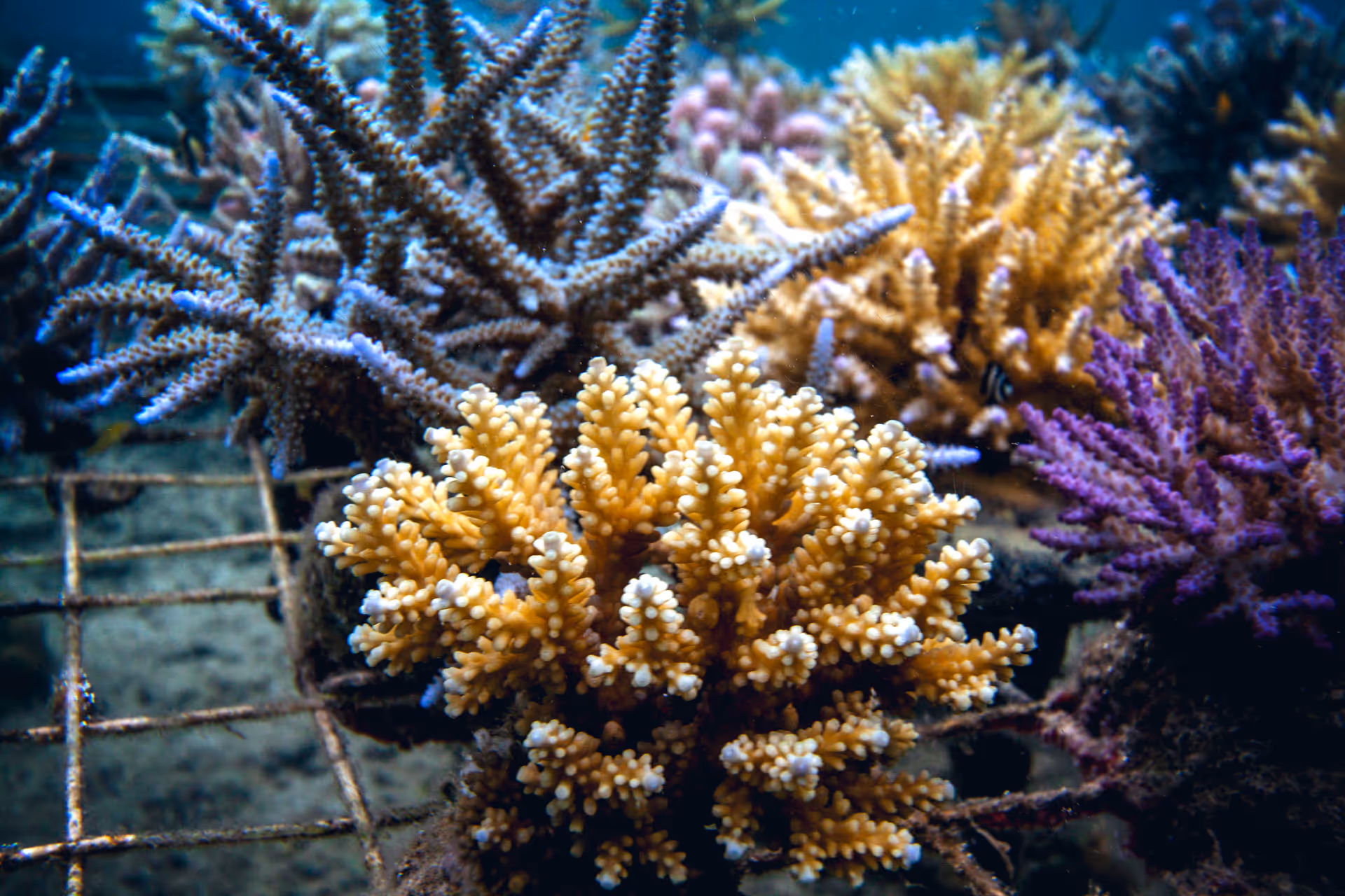 Coral restoration project at Sumberkima Bay
