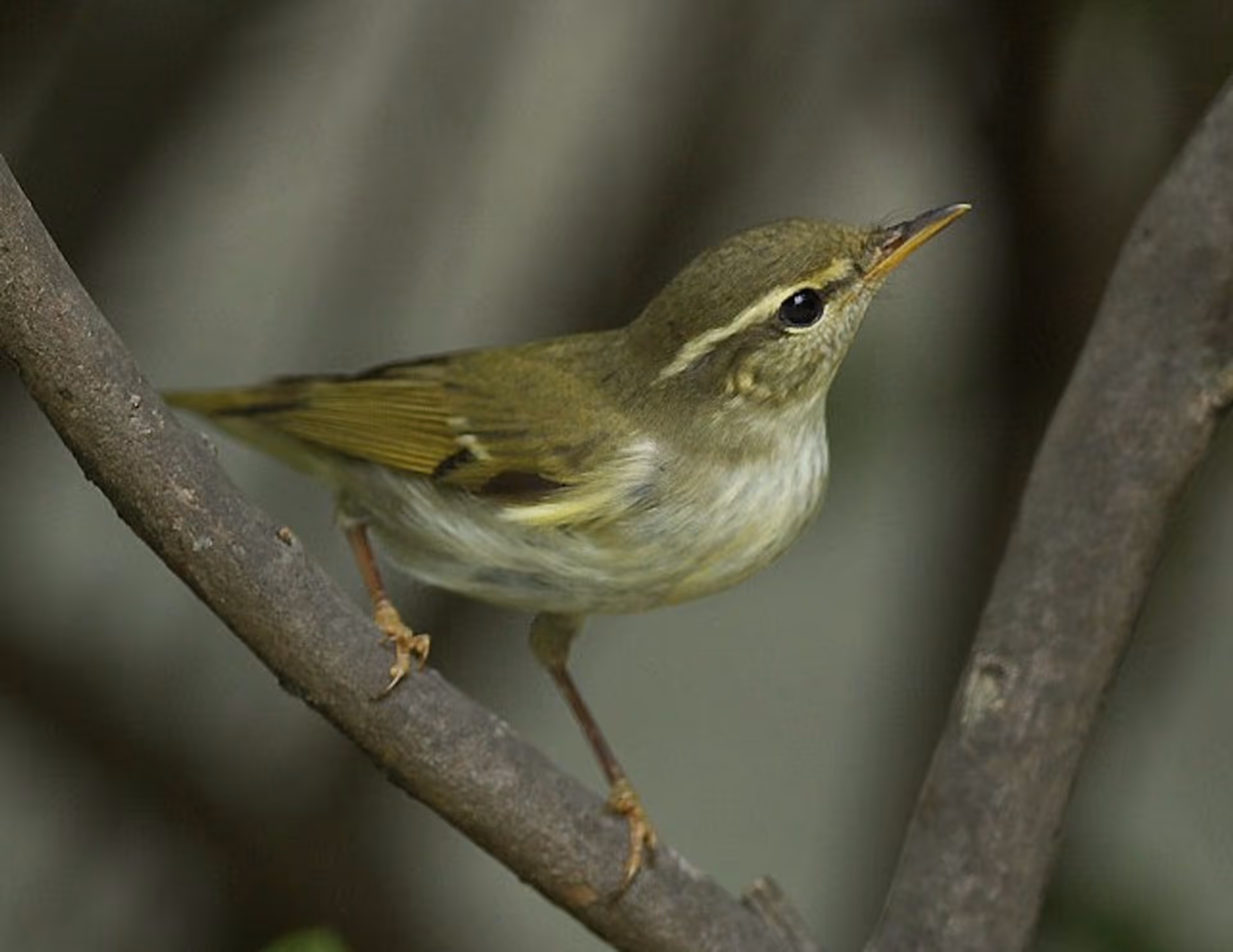 Arctic Warbler