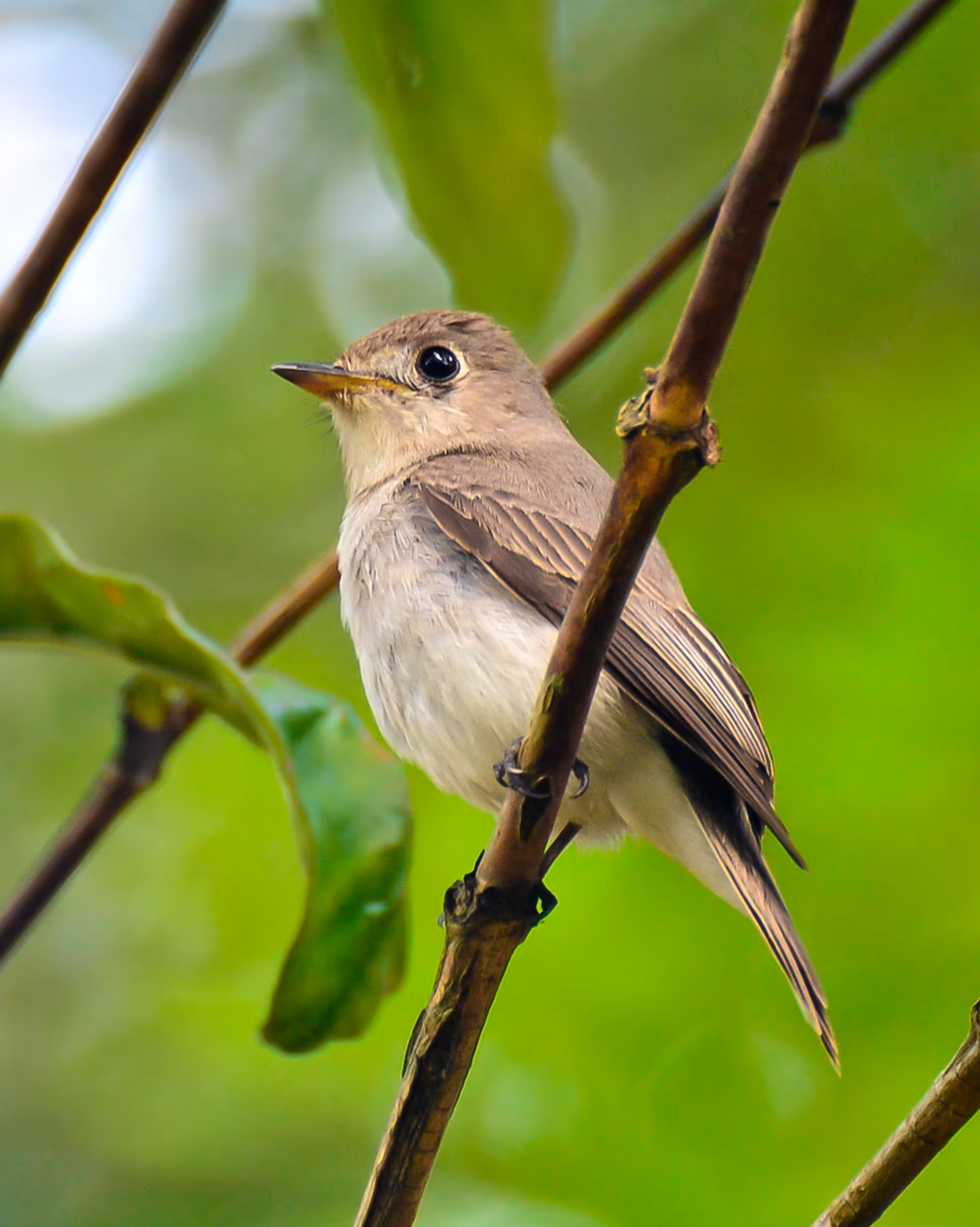 Asian Brown Flycatcher
