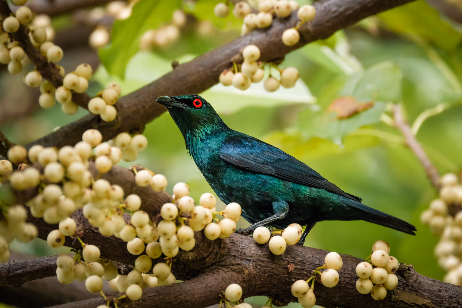 Asian Glossy Starling