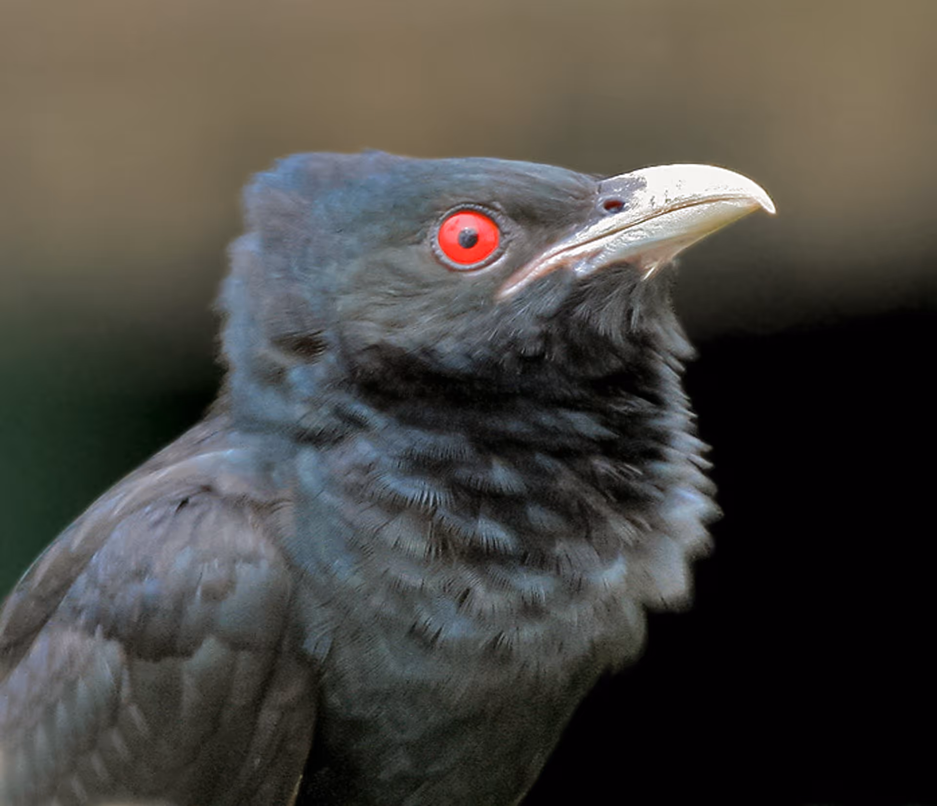 Asian Koel