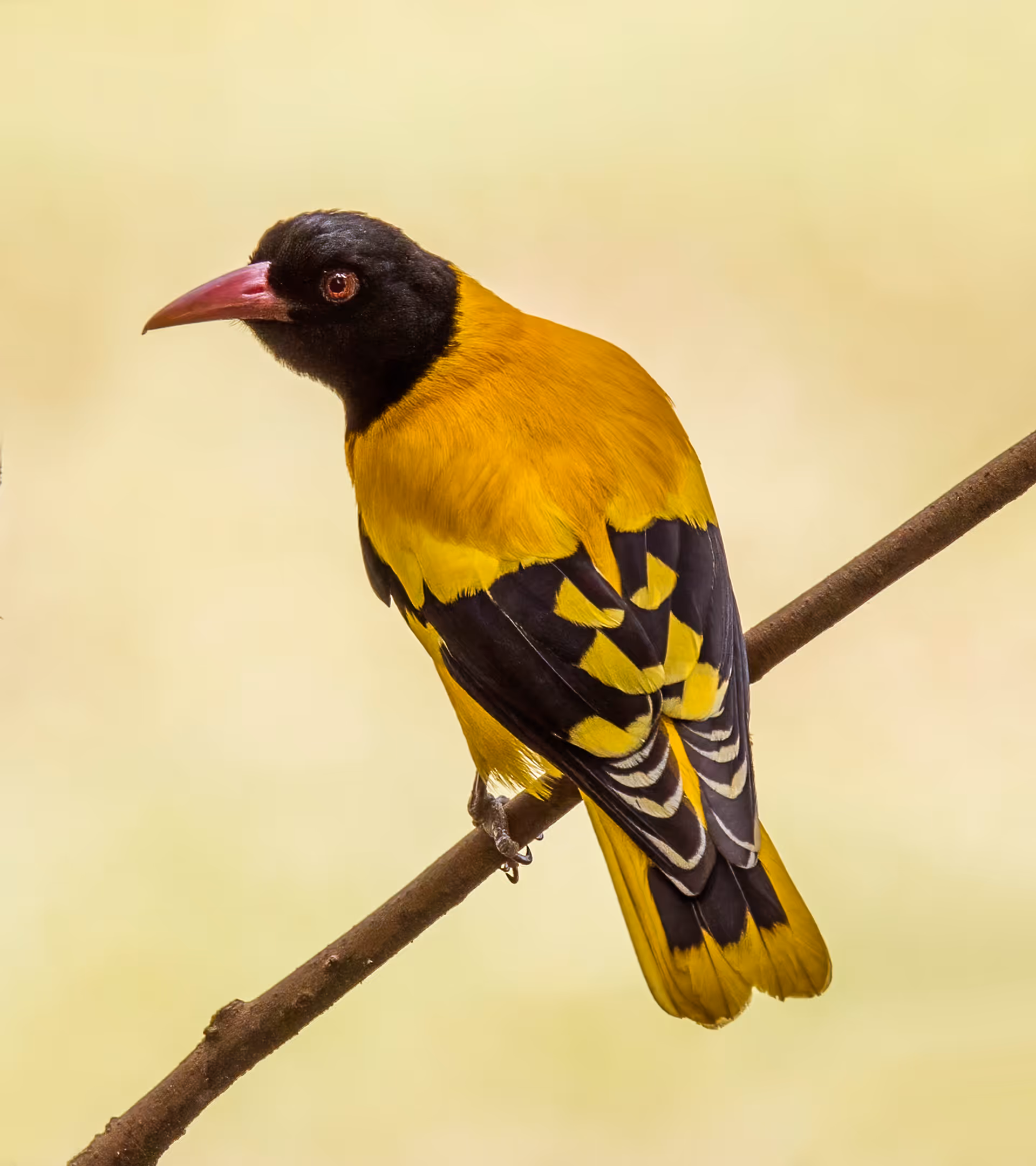 Black-hooded Oriole