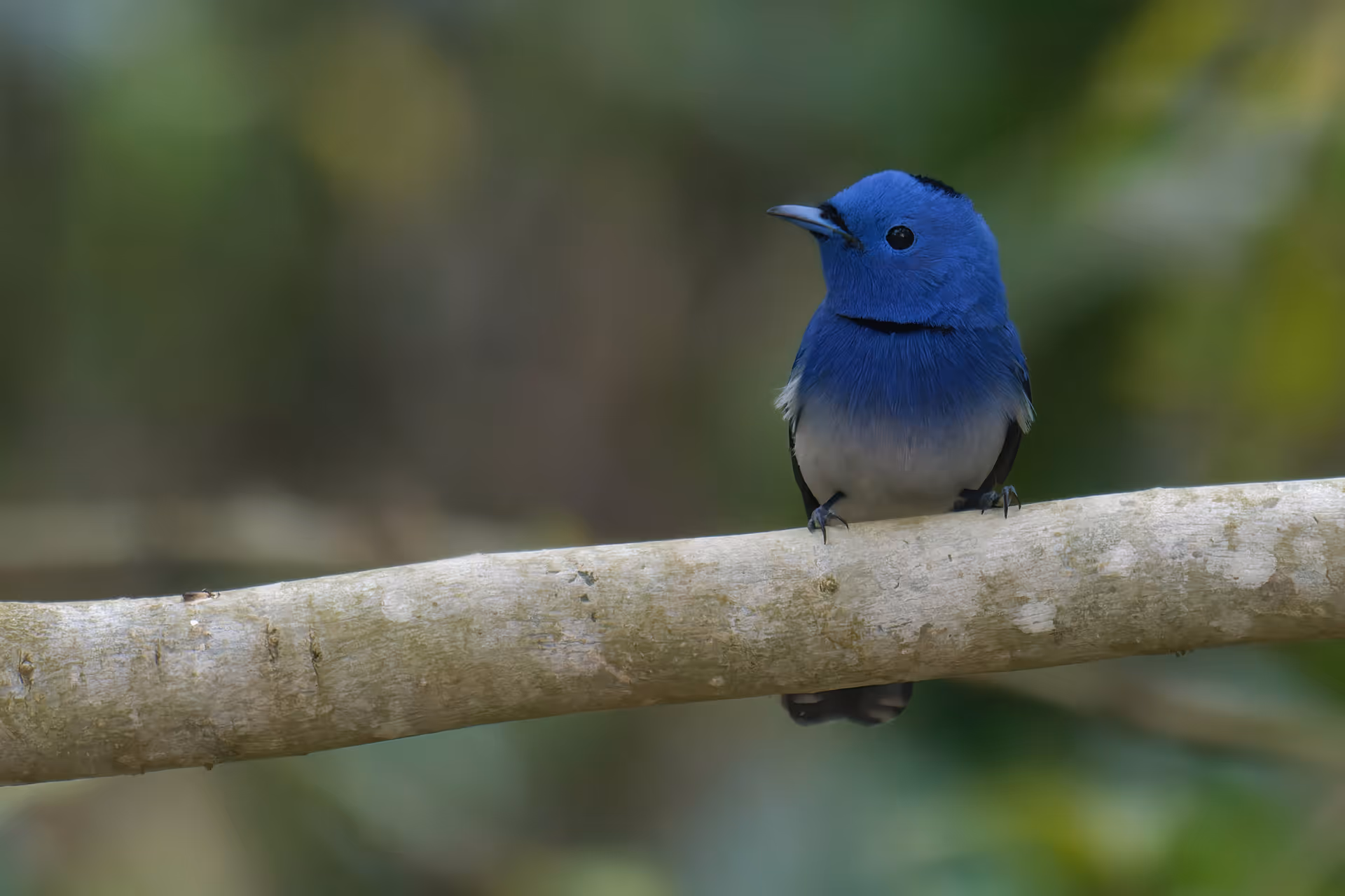 Black-naped Monarch