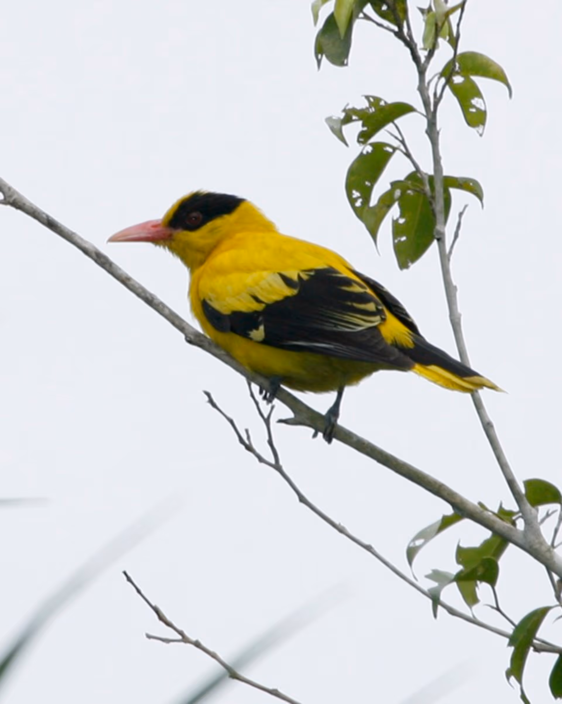 Black-naped Oriole