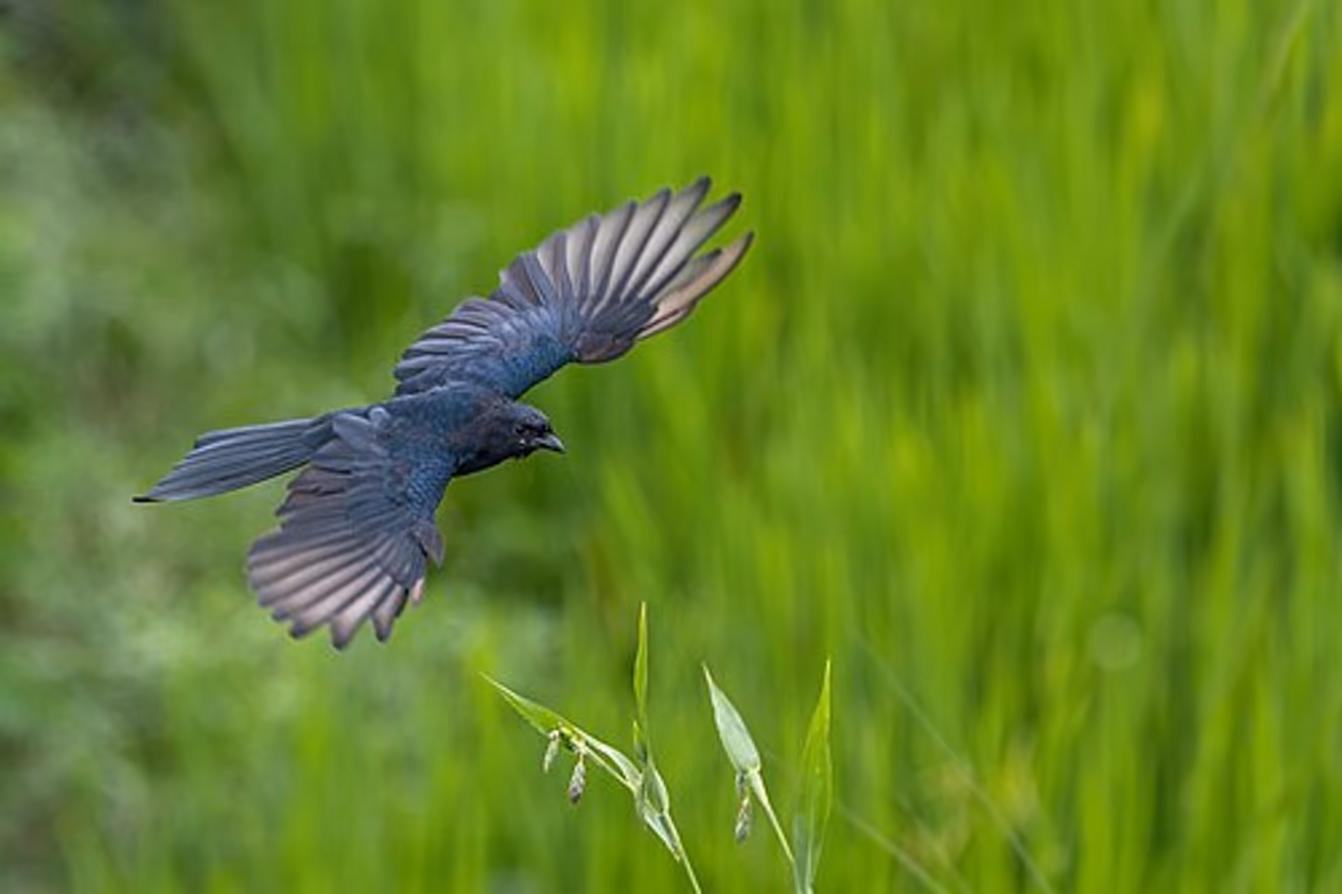 Black Drongo