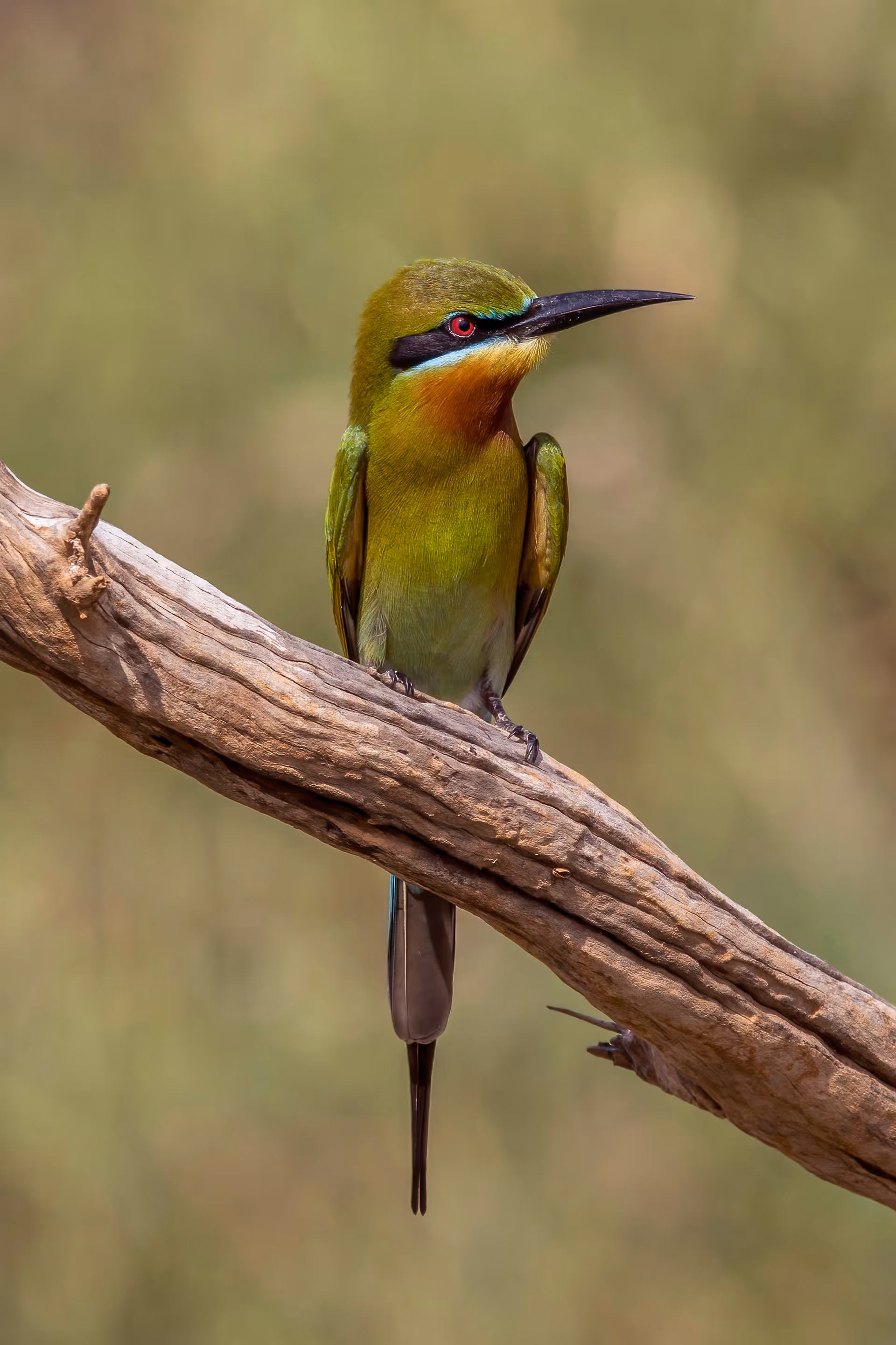 Blue-tailed Bee-eater