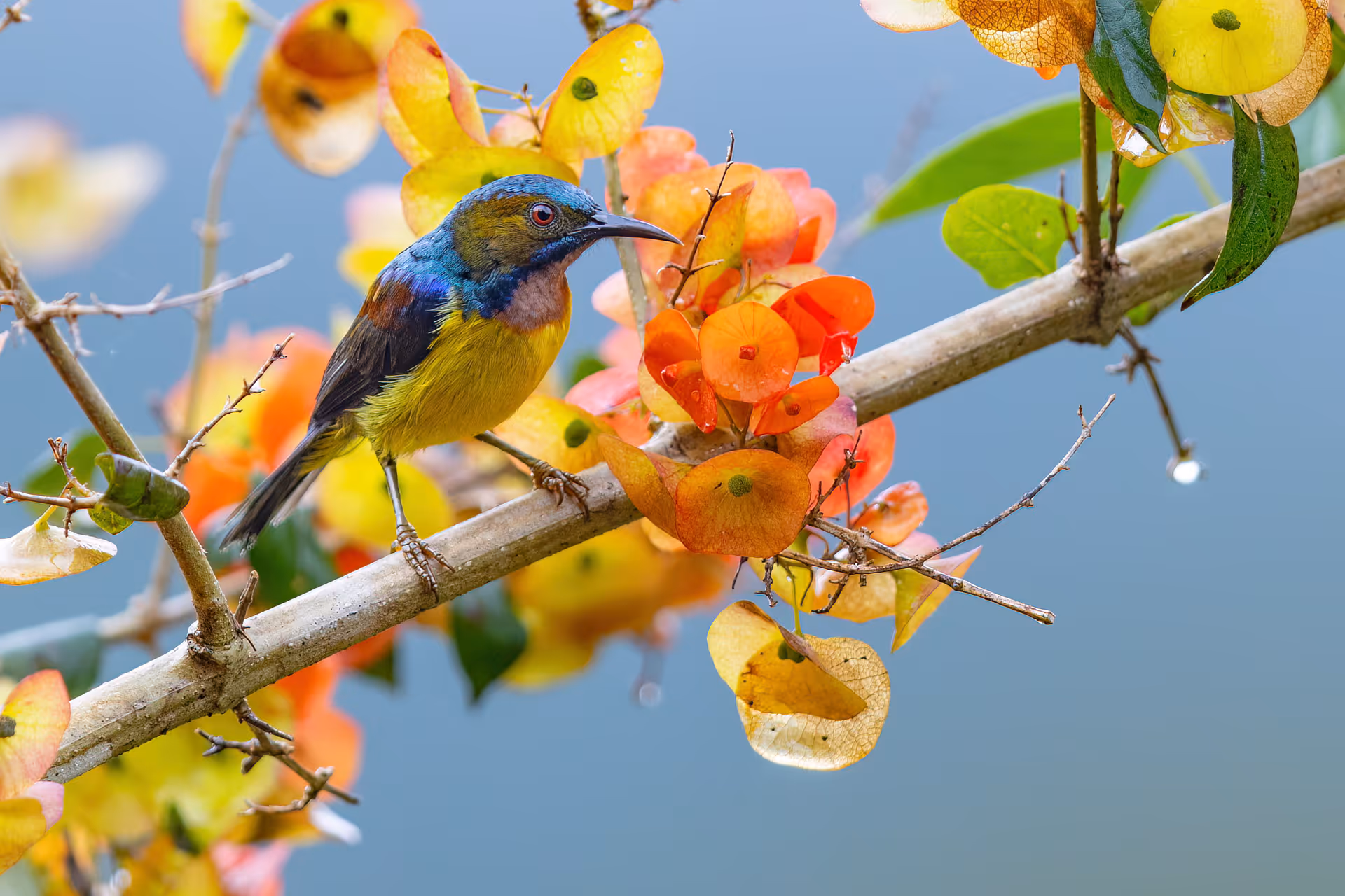 Brown-throated Sunbird
