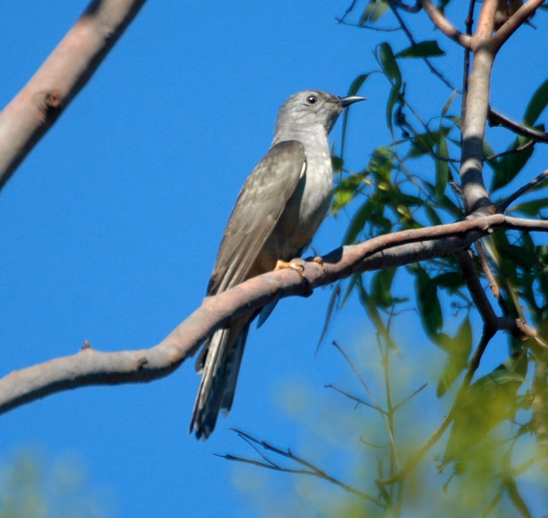 Brush Cuckoo