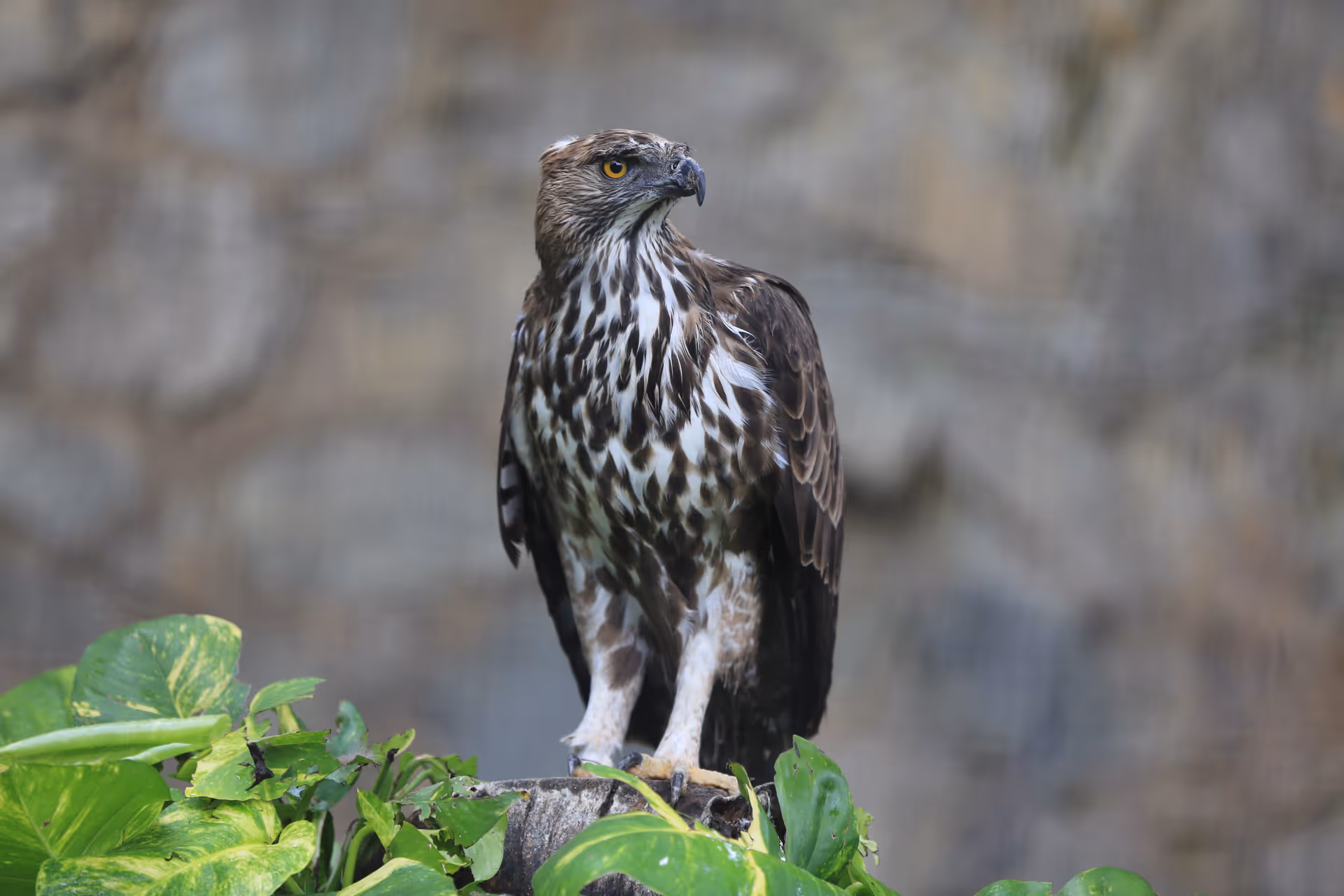 Changeable Hawk-Eagle
