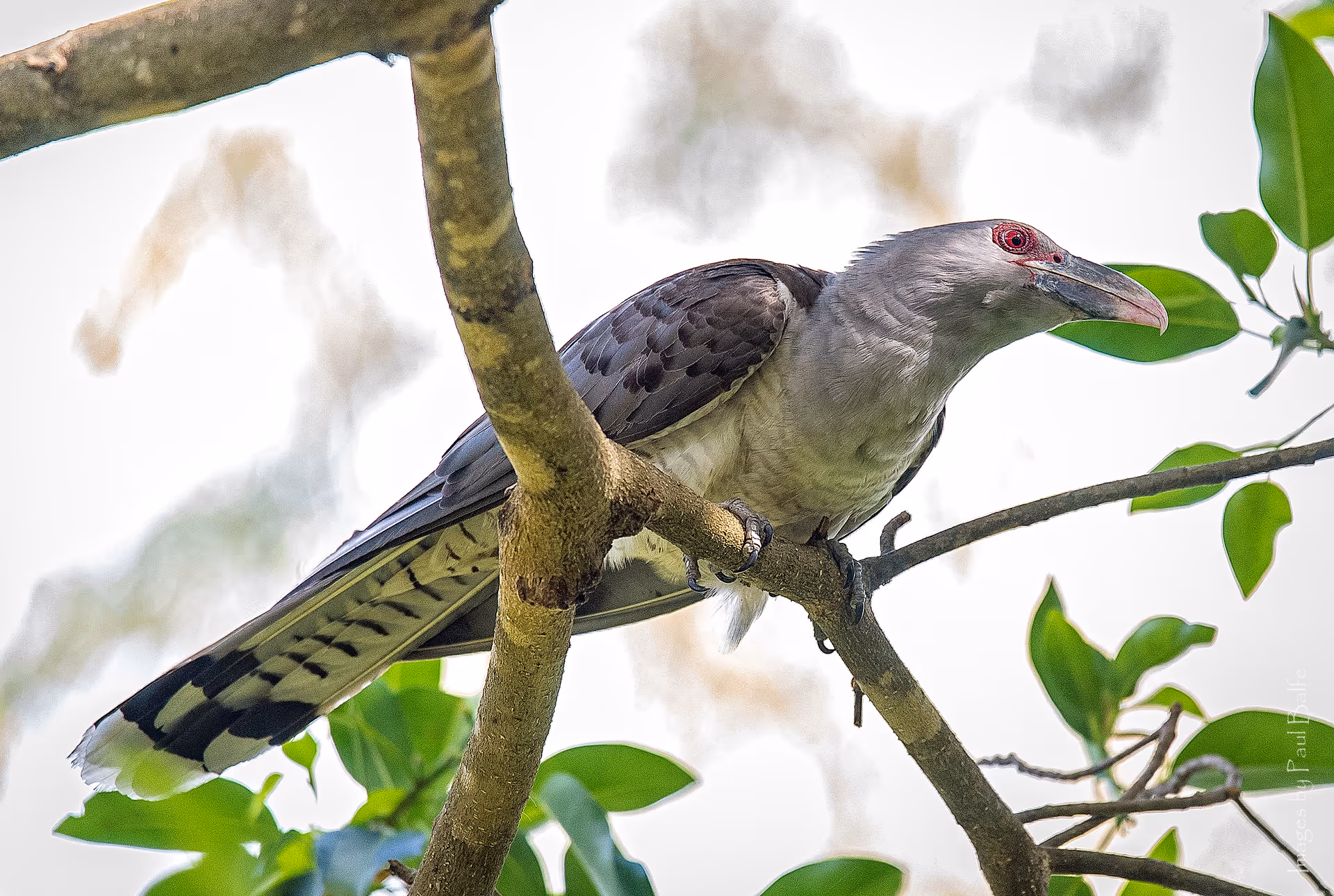Channel-billed Cuckoo