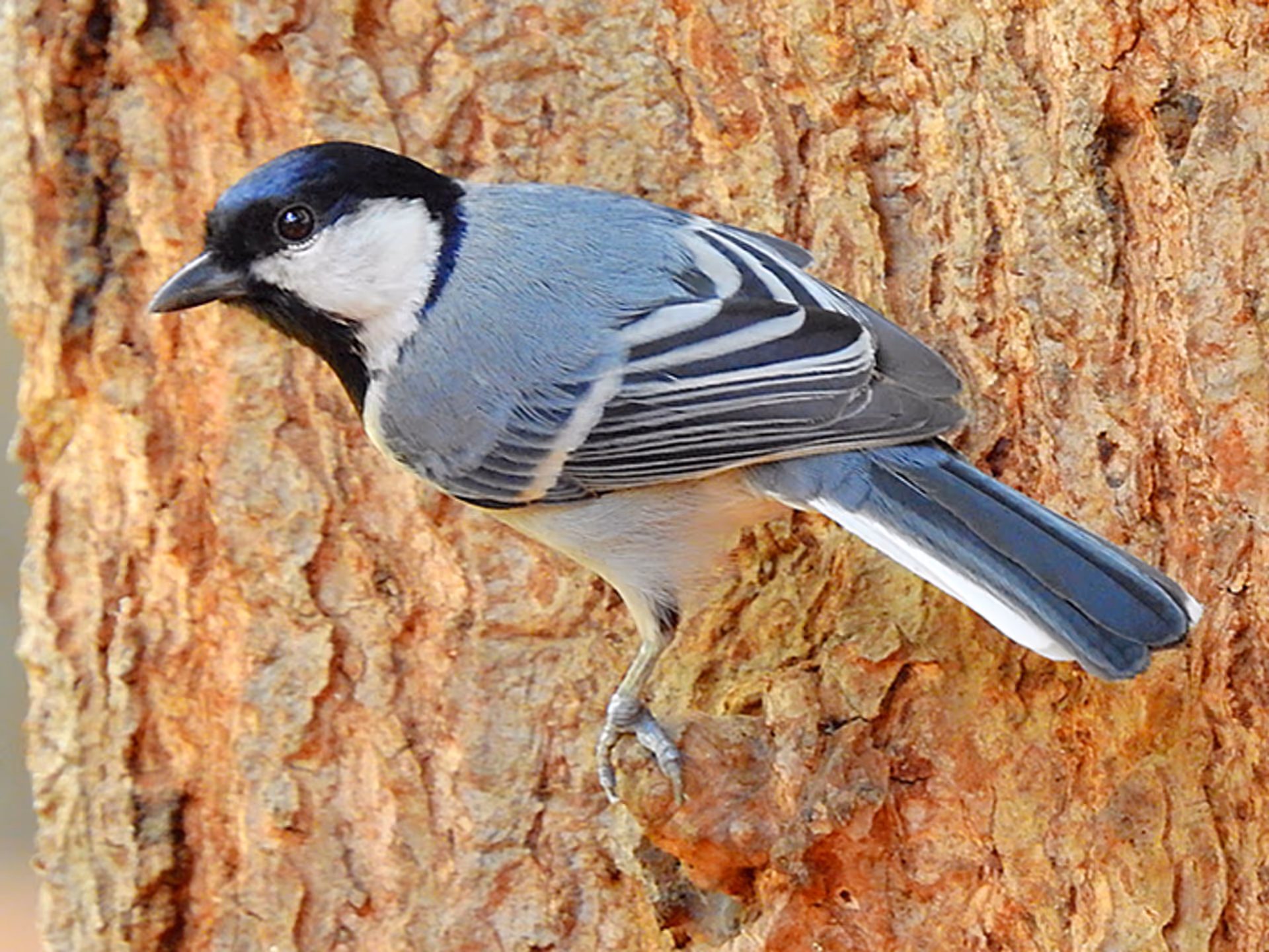 Cinereous Tit