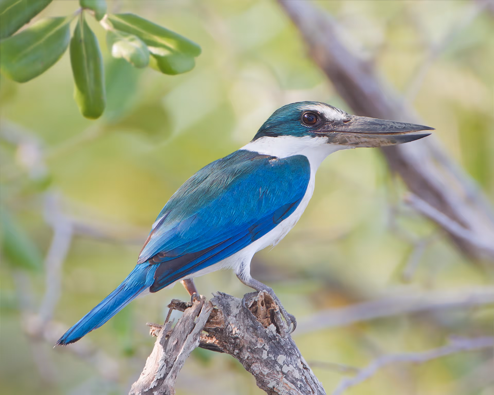 Collared Kingfisher