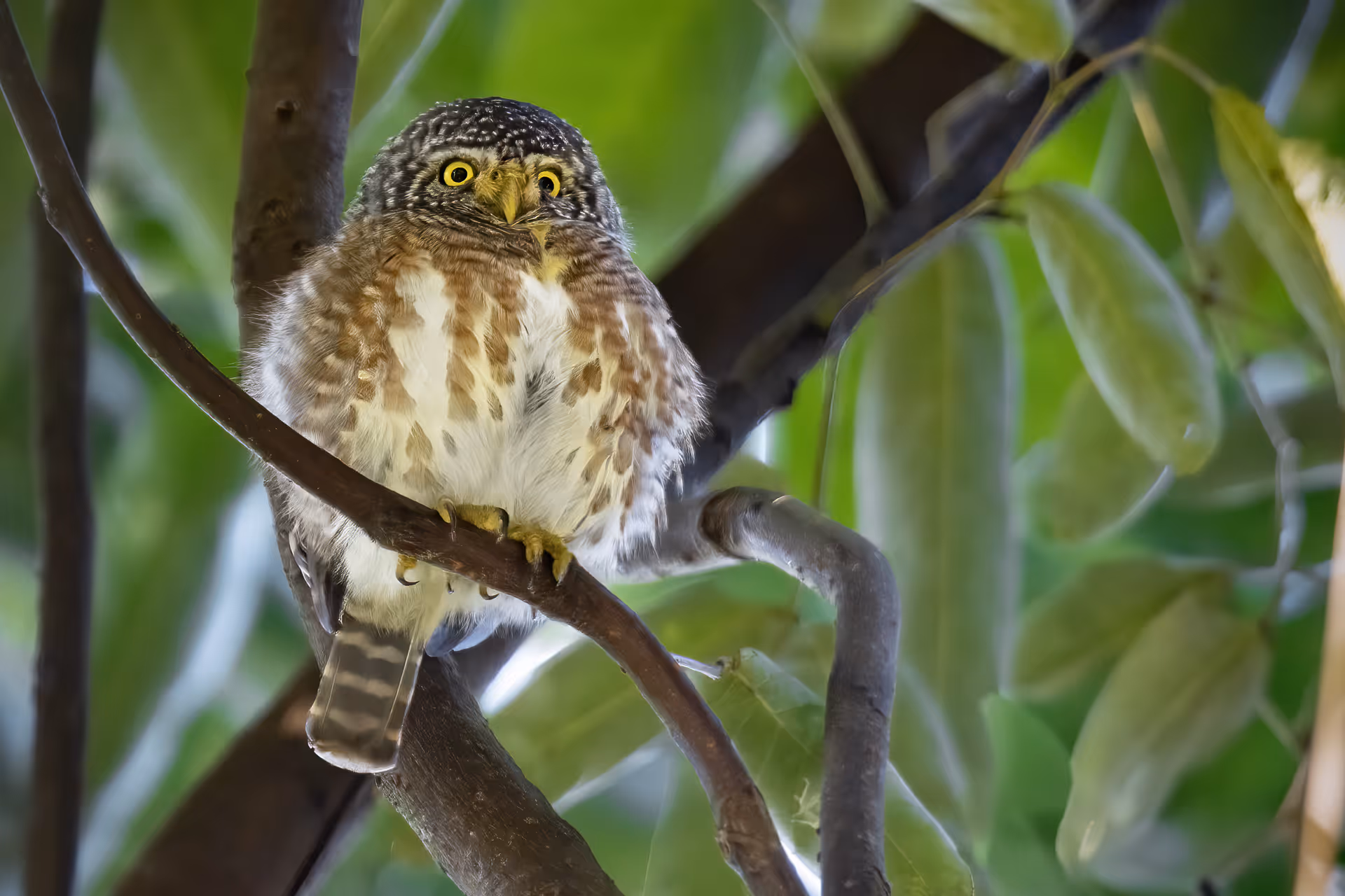 Collared Owlet