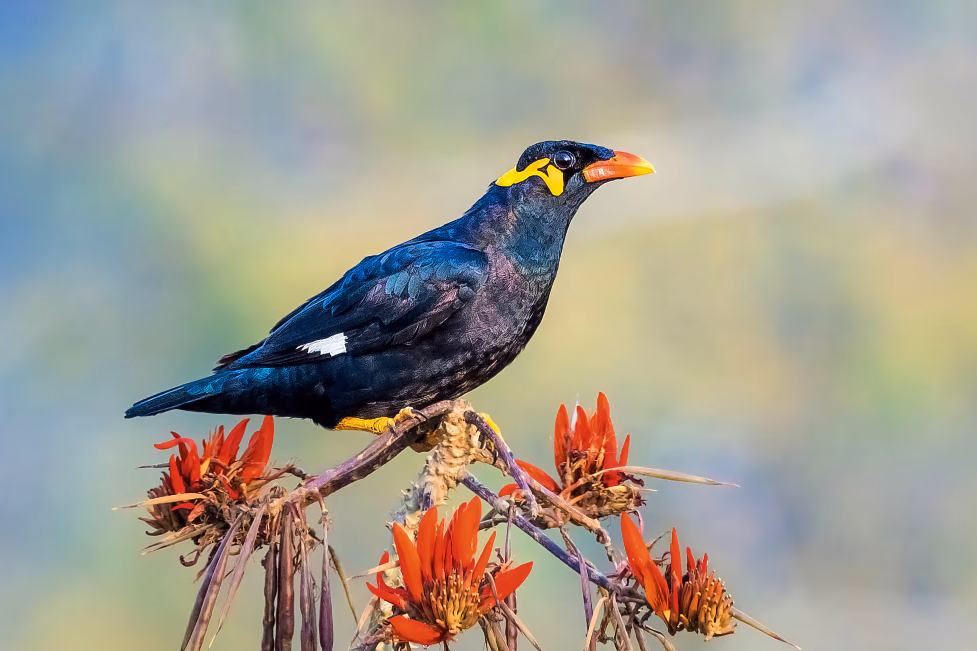 Common Hill Myna