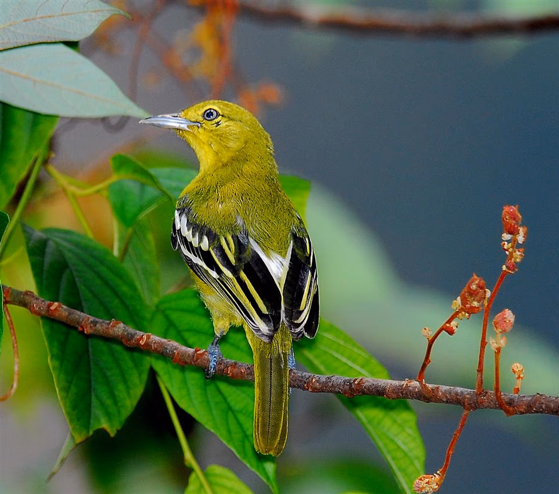 Common Iora