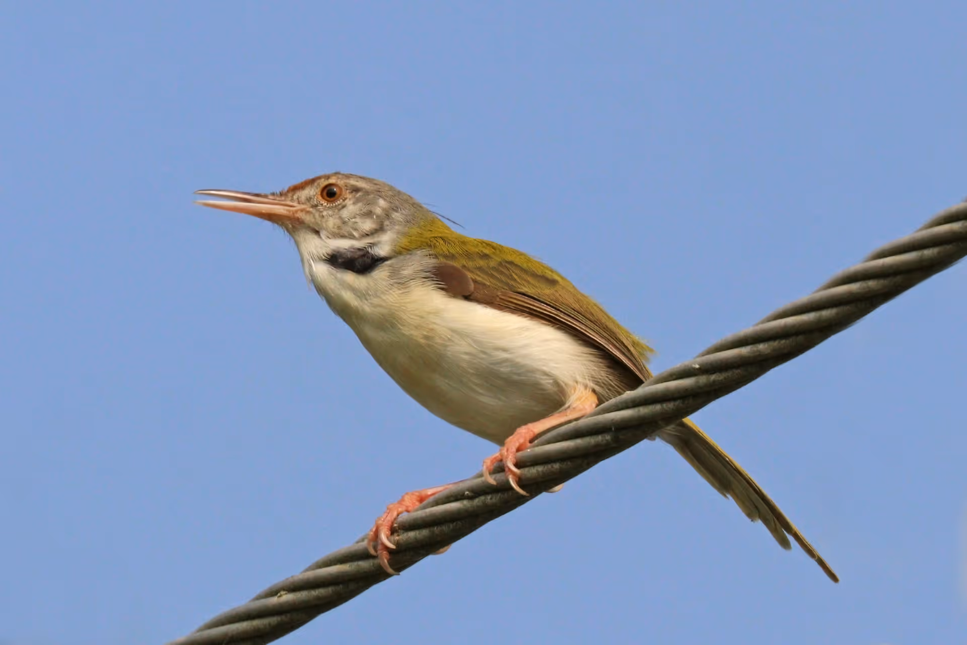 Common Tailorbird