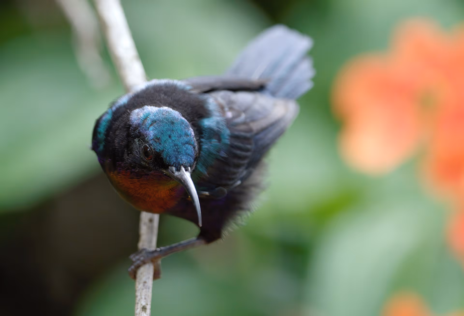Copper-throated Sunbird
