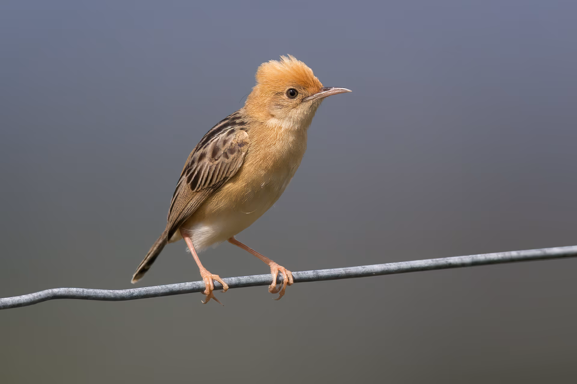 Golden-headed Cisticola