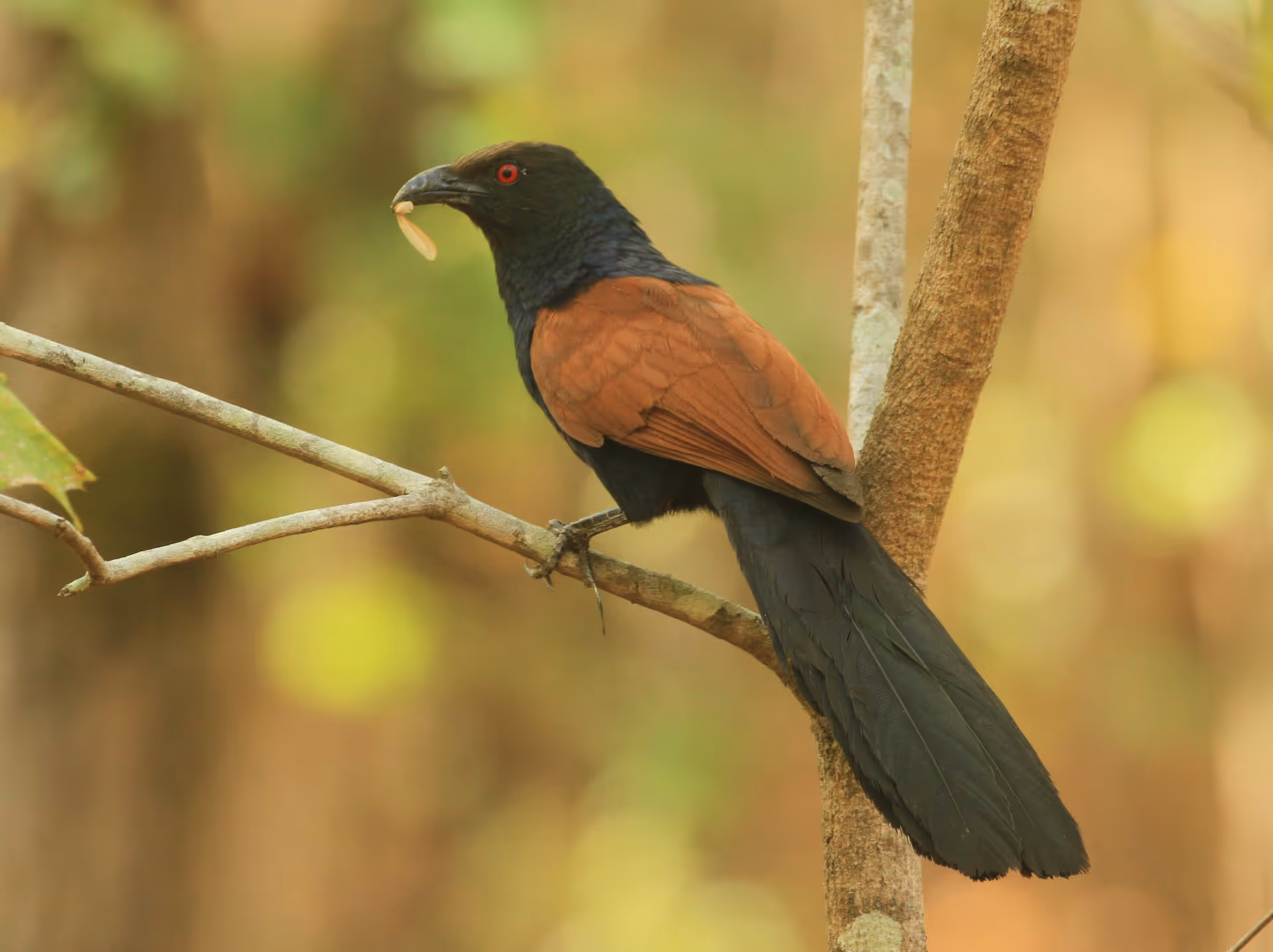 Greater Coucal
