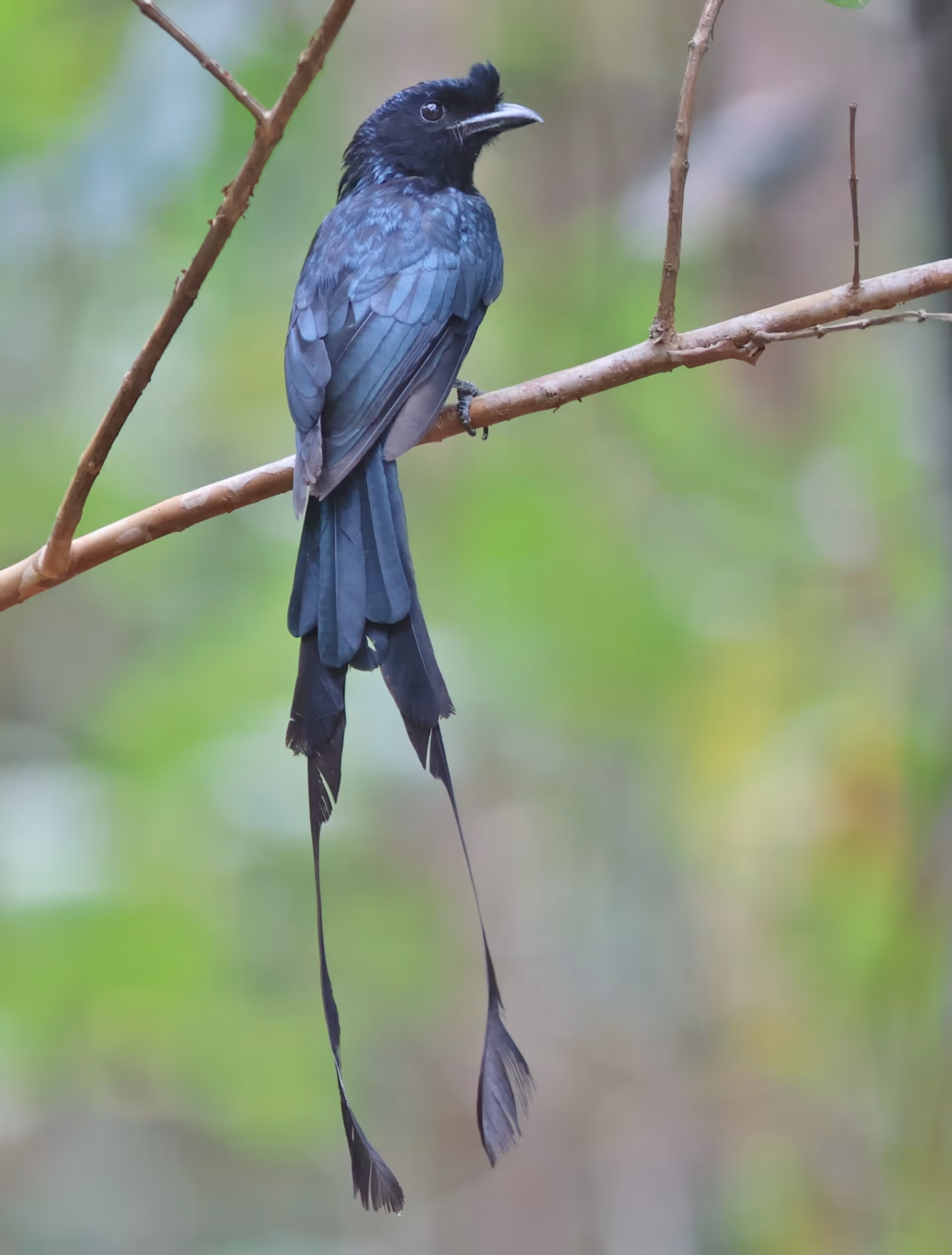 Greater Racket-tailed Drongo