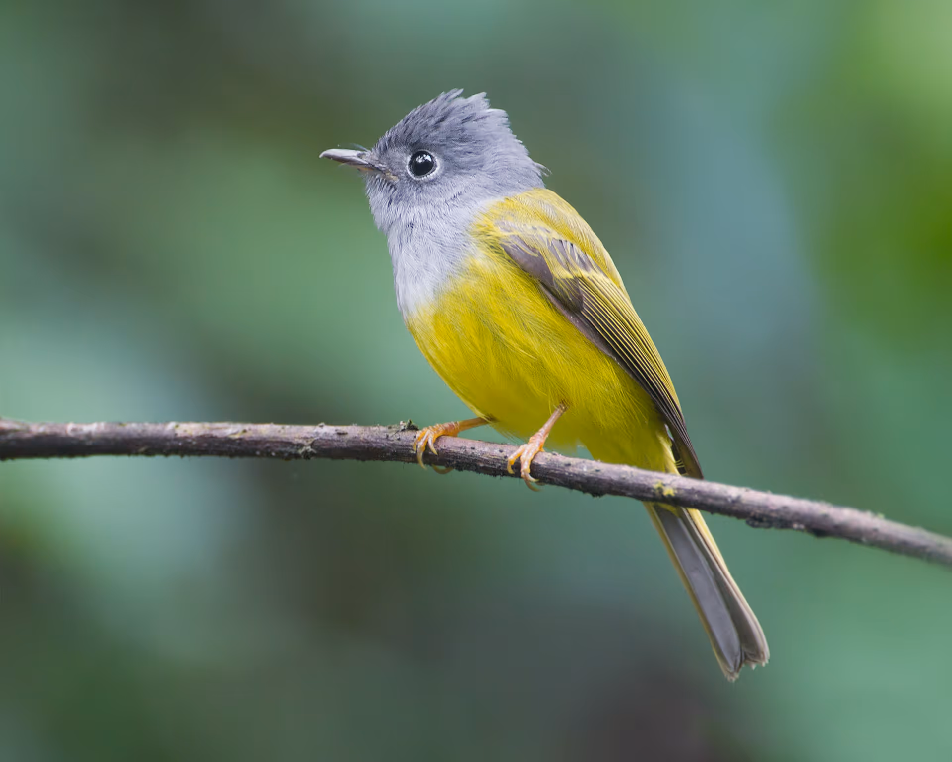 Grey-headed Canary-Flycatcher