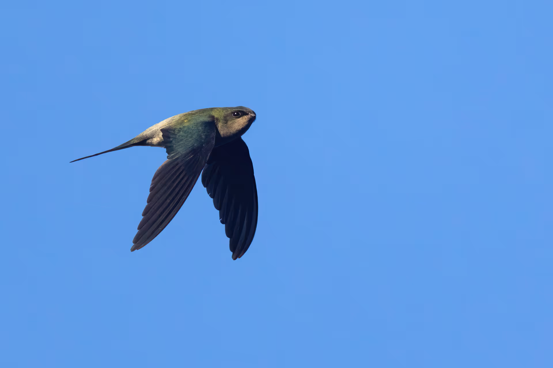 Grey-rumped Treeswift