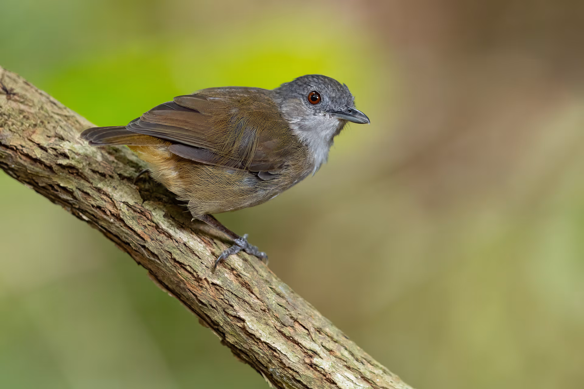Horsfield's Babbler