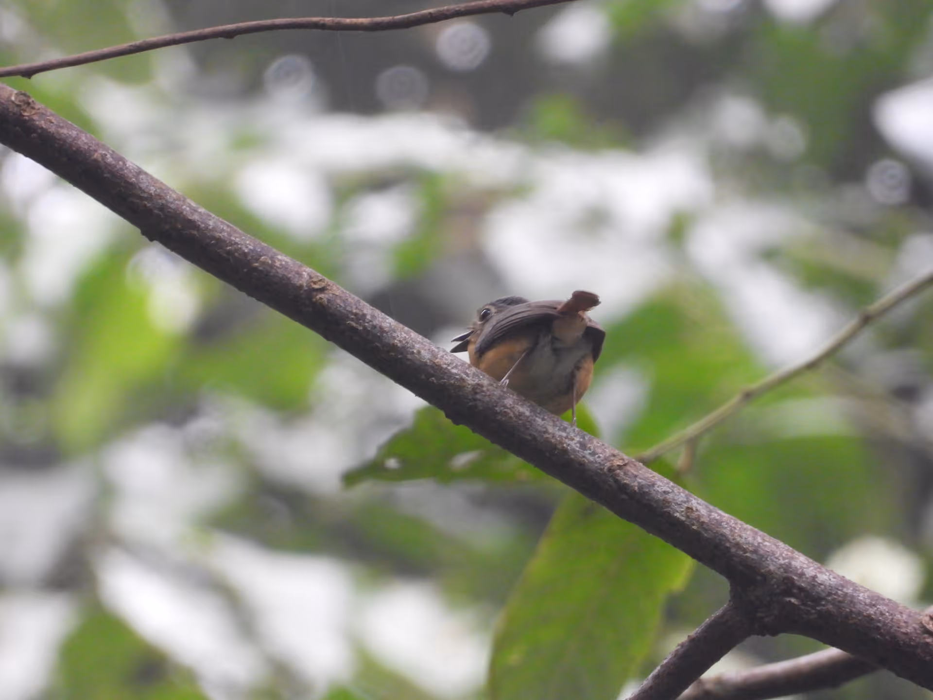 Javan Blue Flycatcher