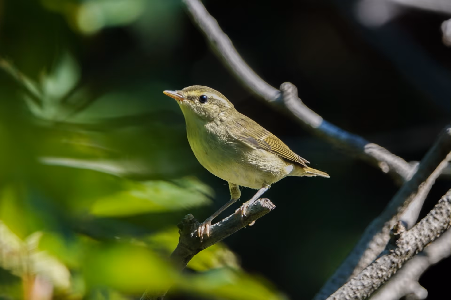 Kamchatka Leaf Warbler