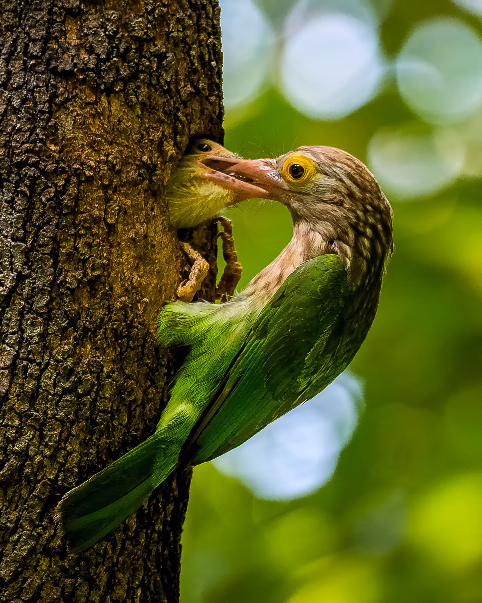 Lineated Barbet
