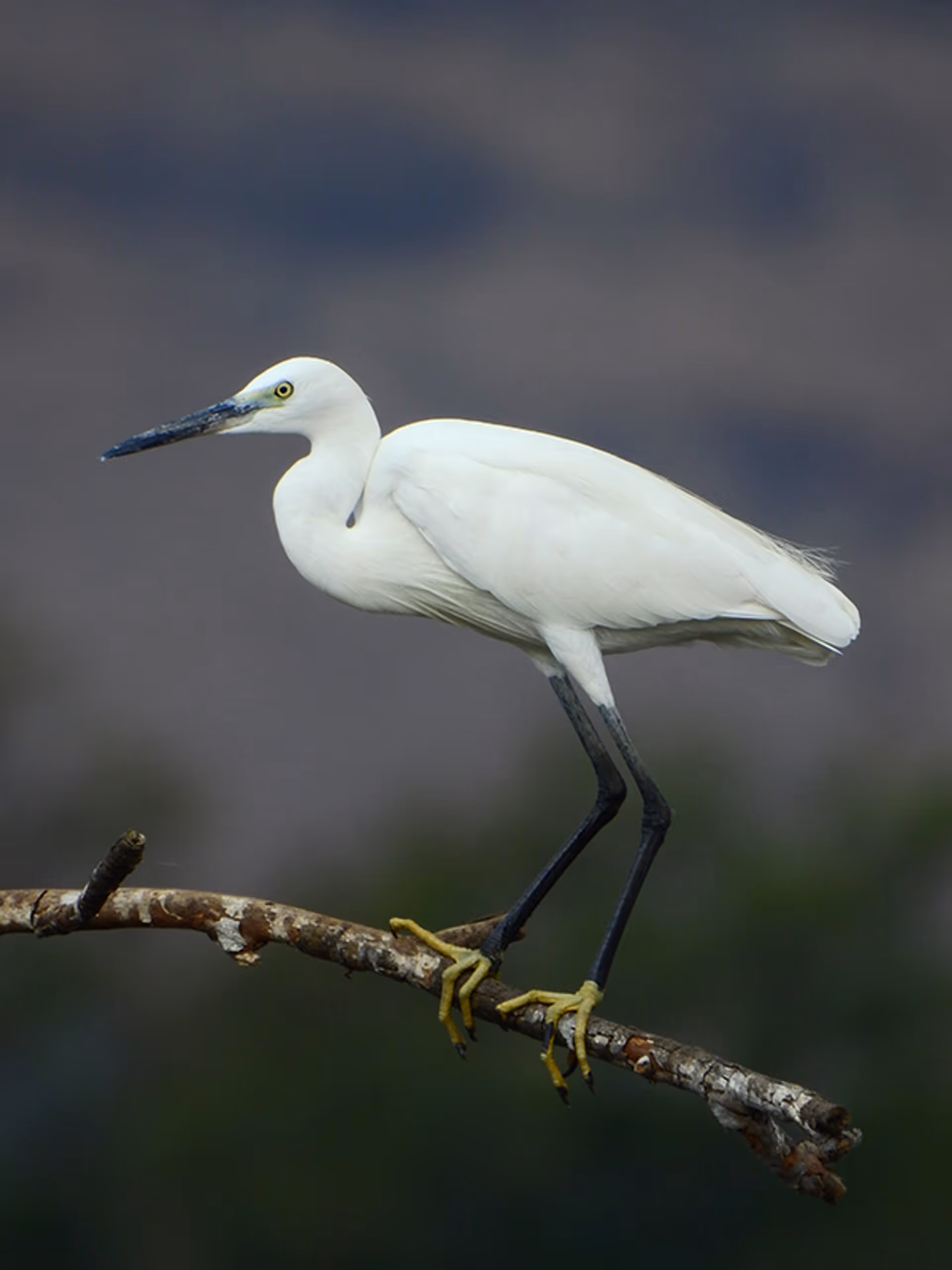 Little Egret