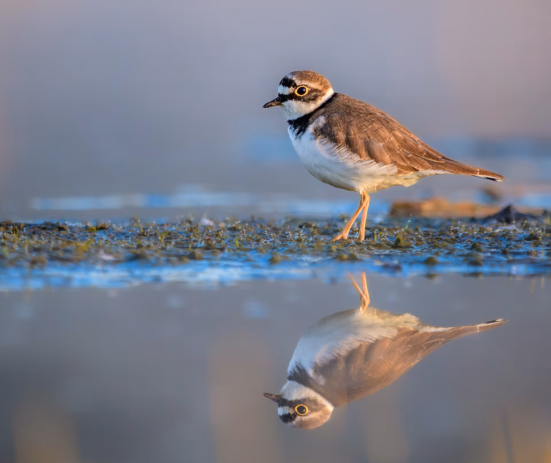 Little Ringed Plover