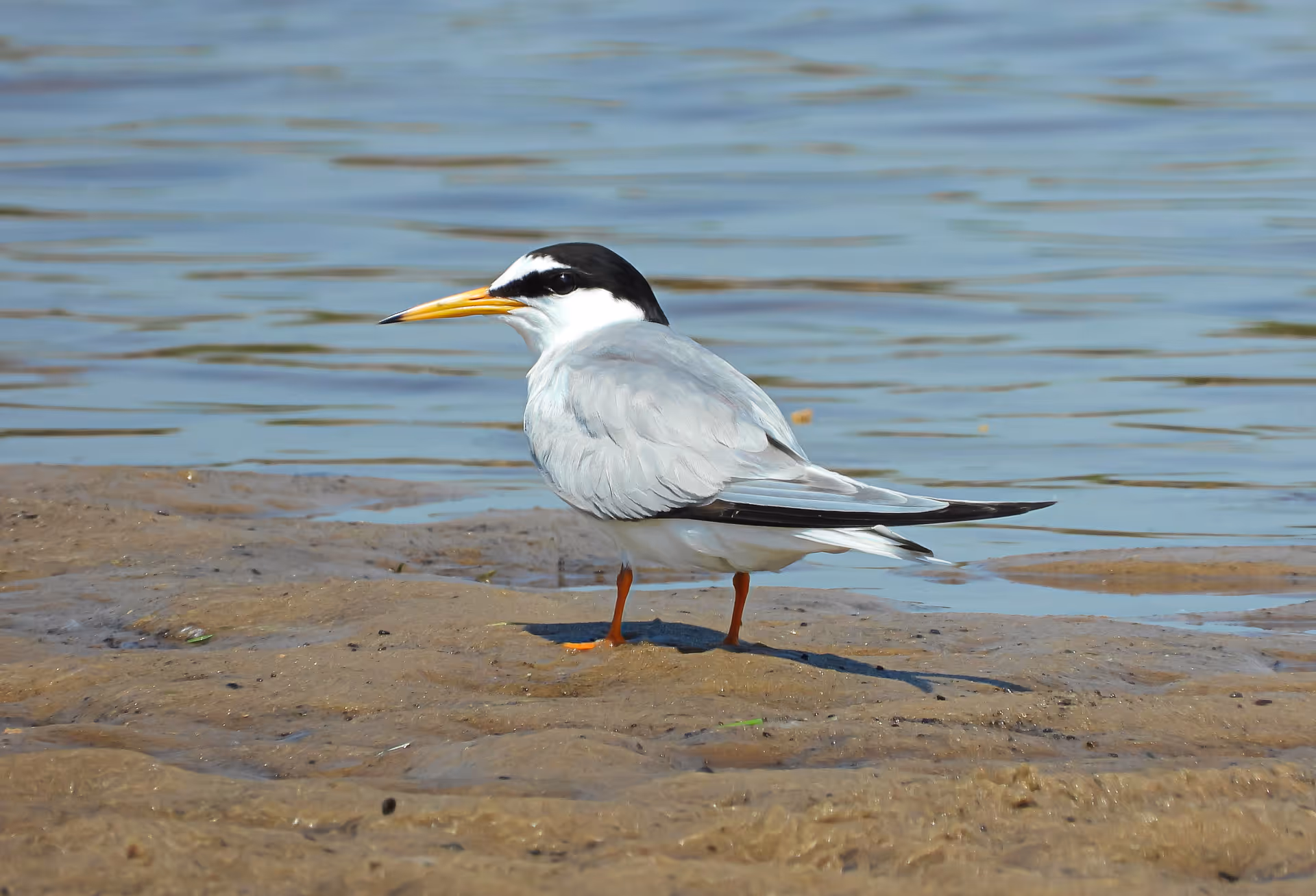 Little Tern