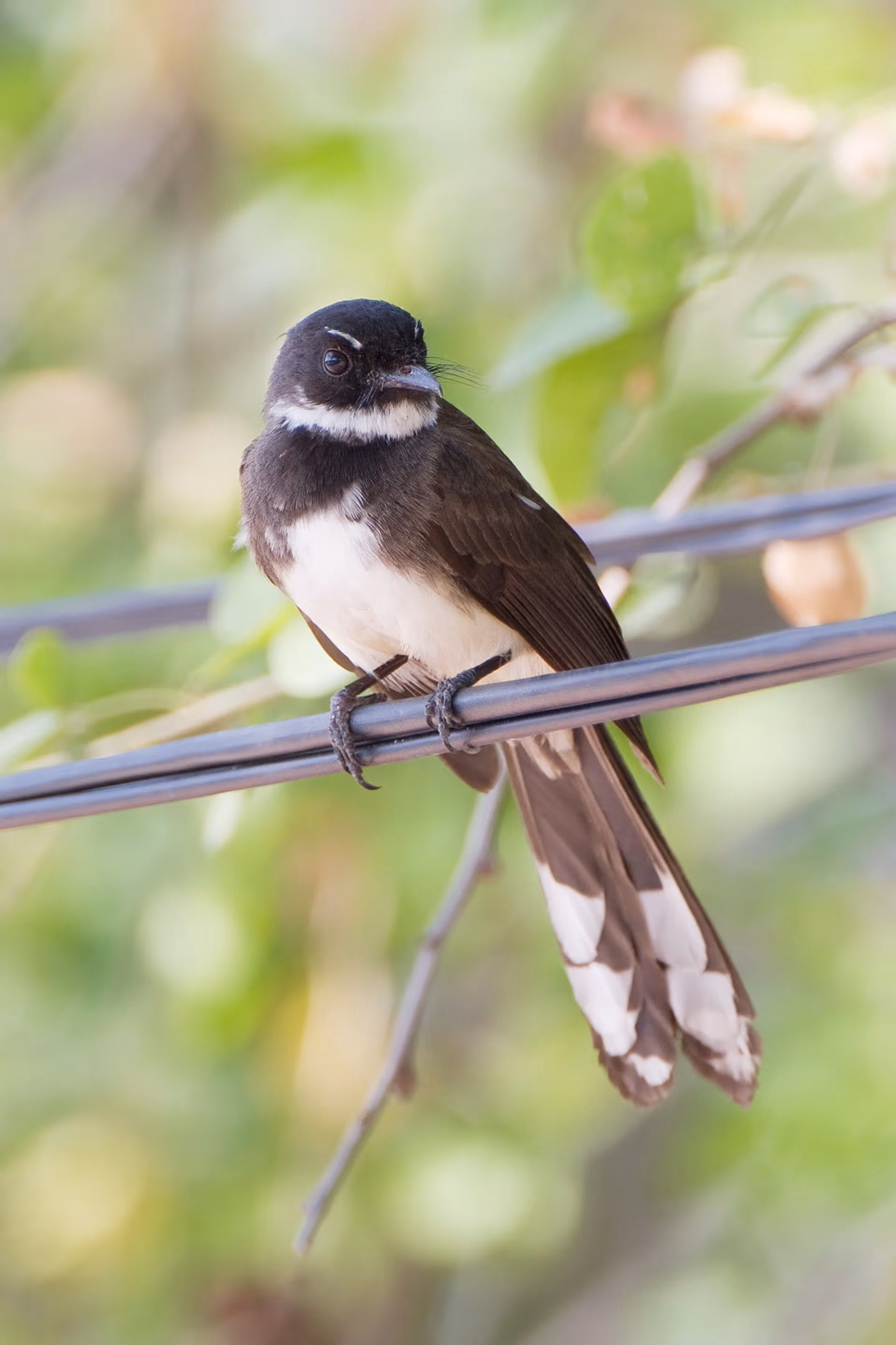 Malaysian Pied Fantail
