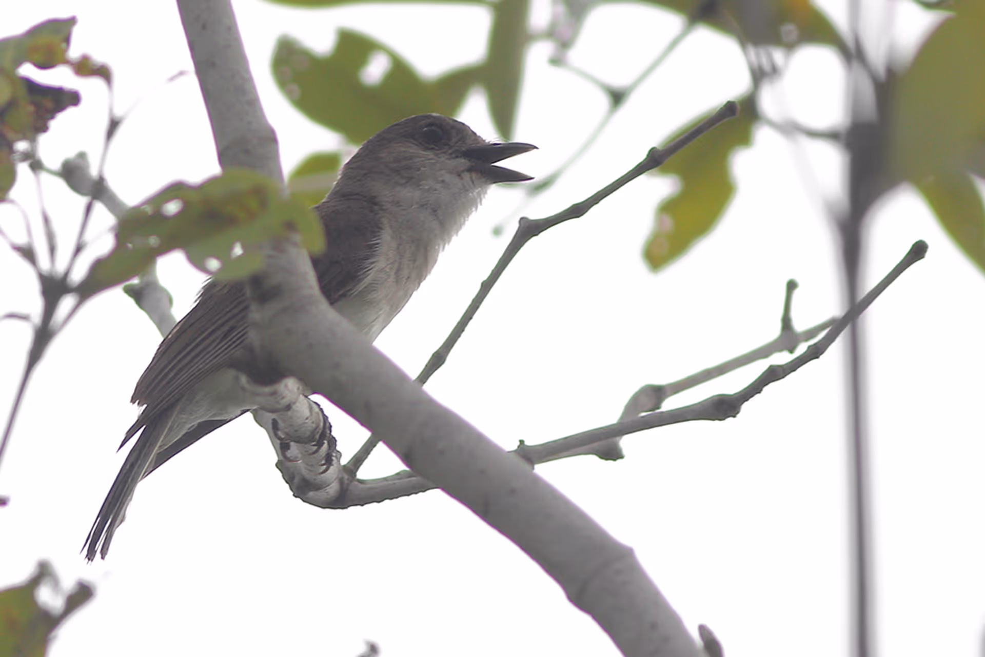 Mangrove Whistler