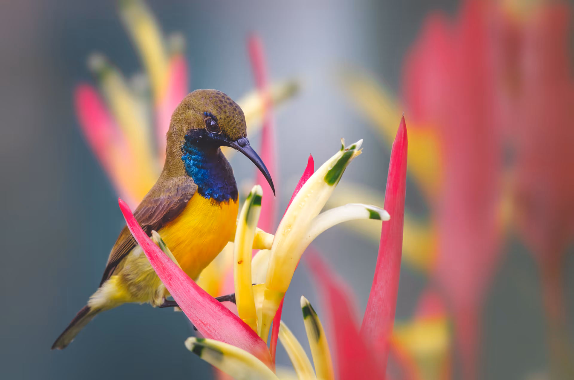 Ornate Sunbird (Olive-backed Sunbird) in Northwest Bali