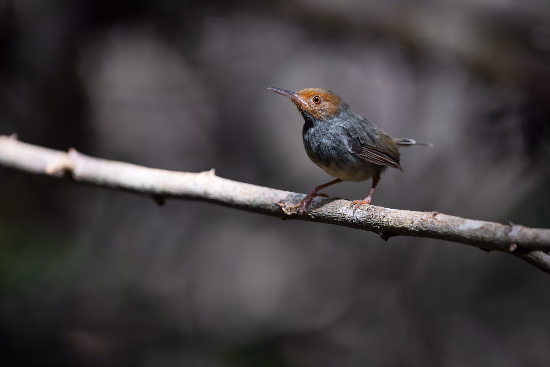 Olive-backed Tailorbird