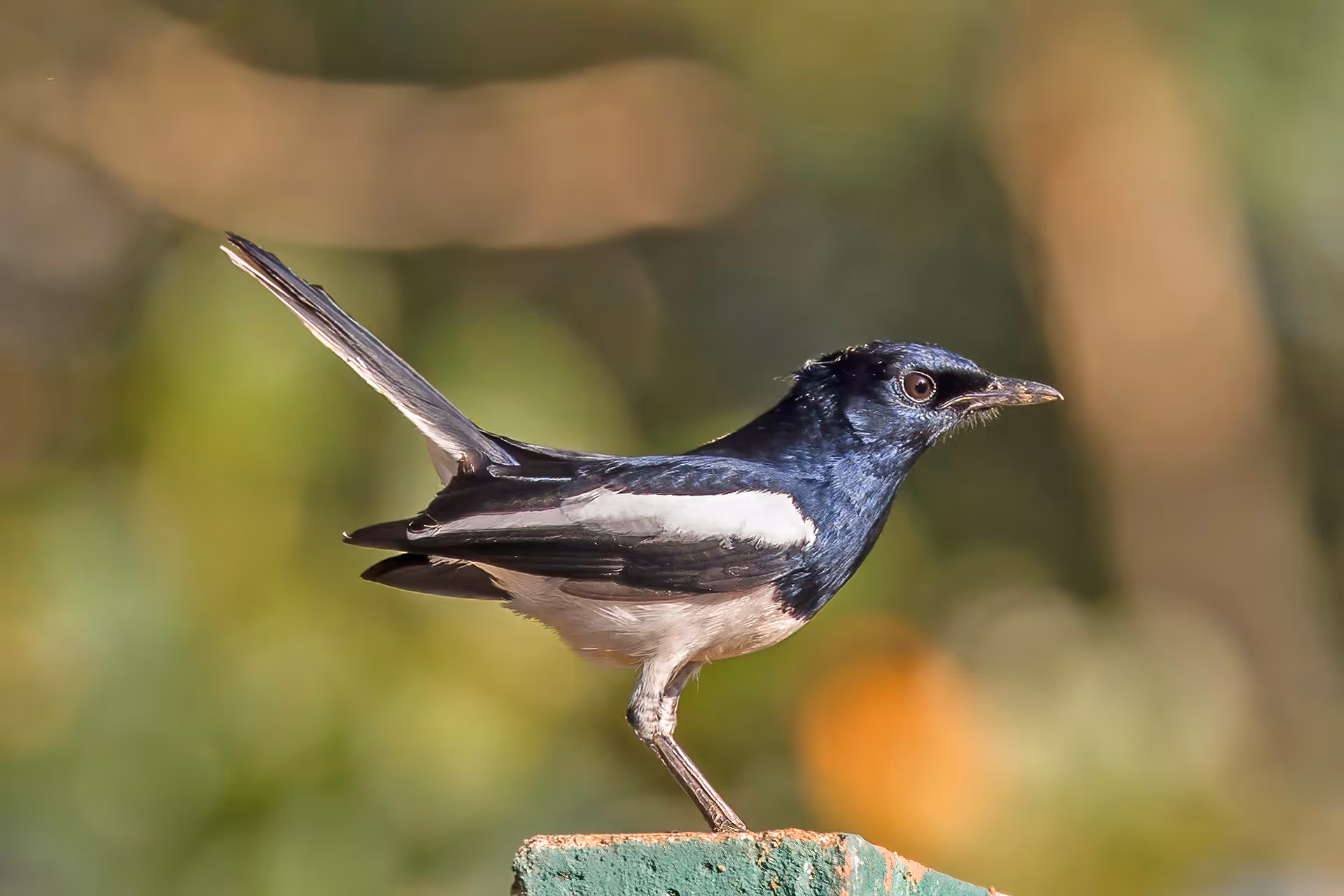 Oriental Magpie-Robin