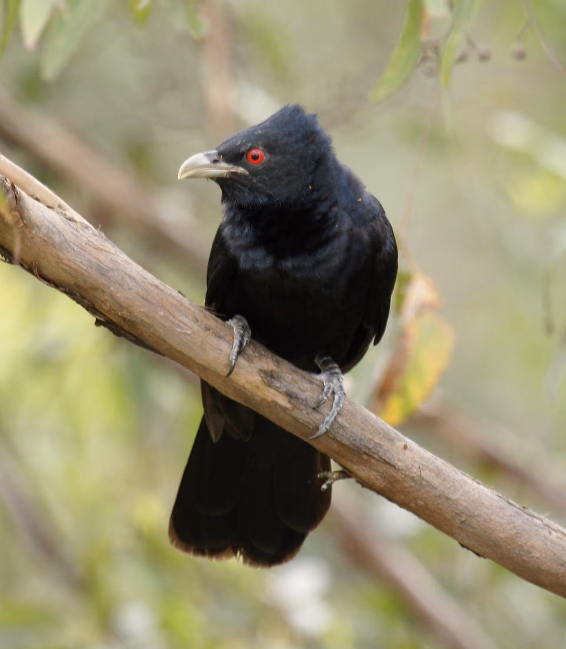 Pacific Koel