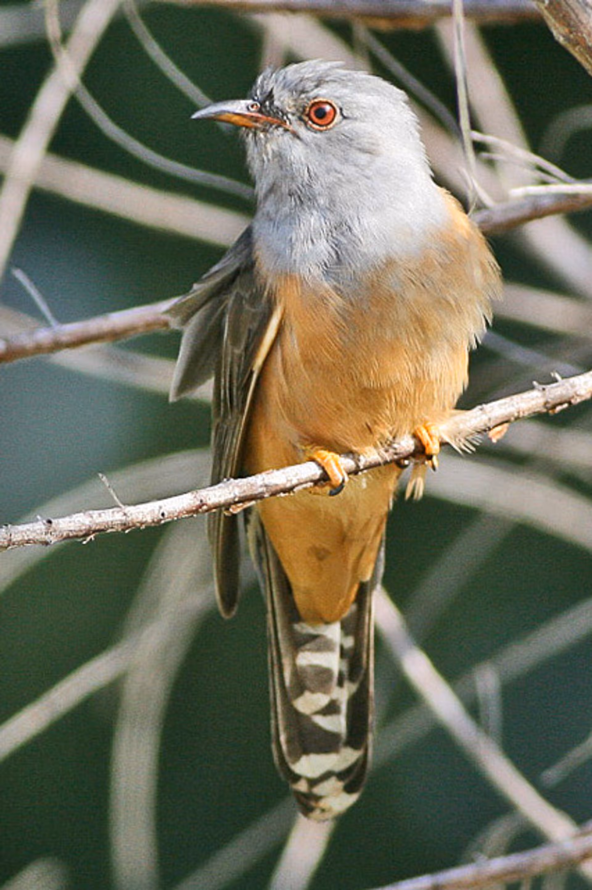 Plaintive Cuckoo