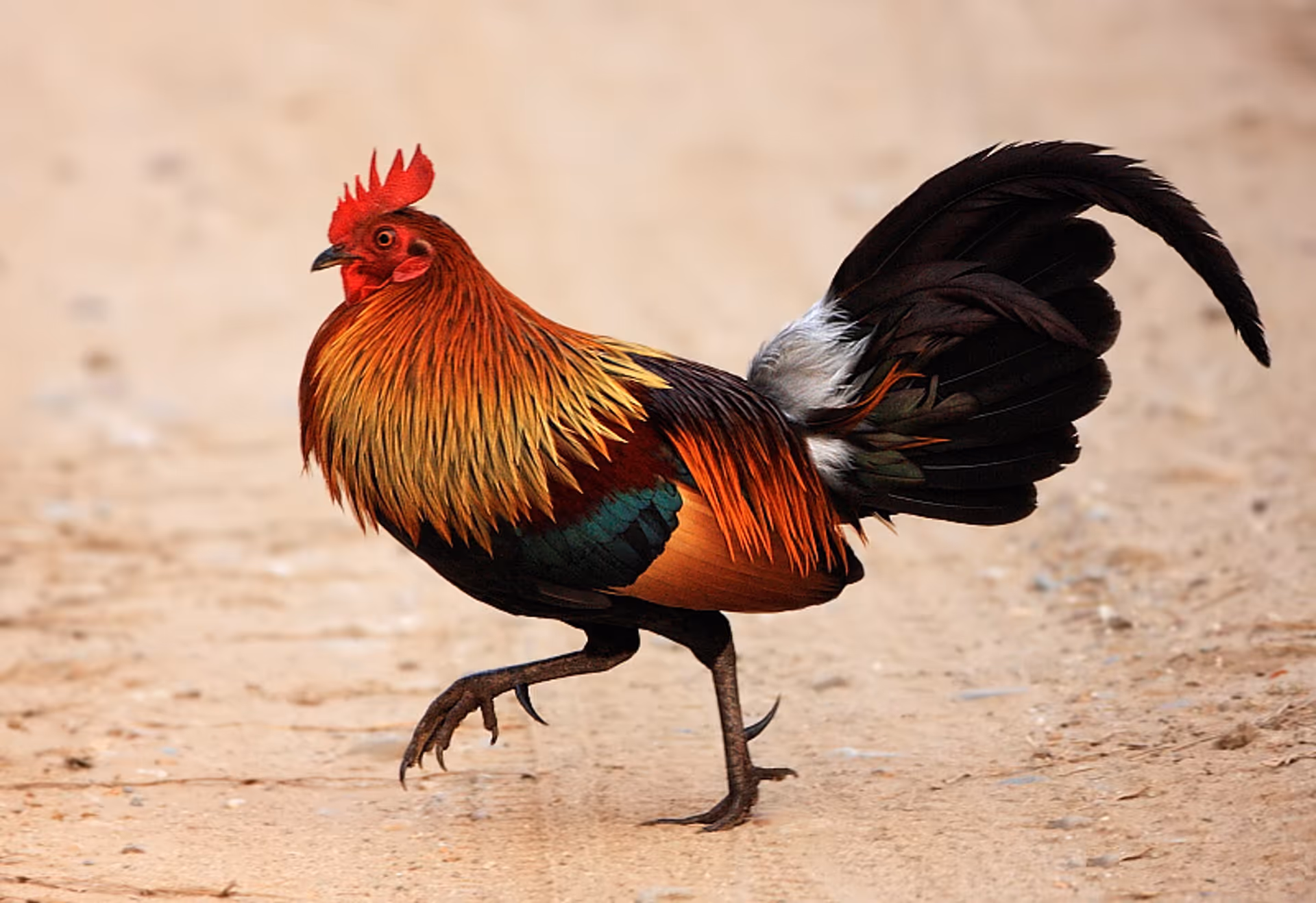 Red Junglefowl