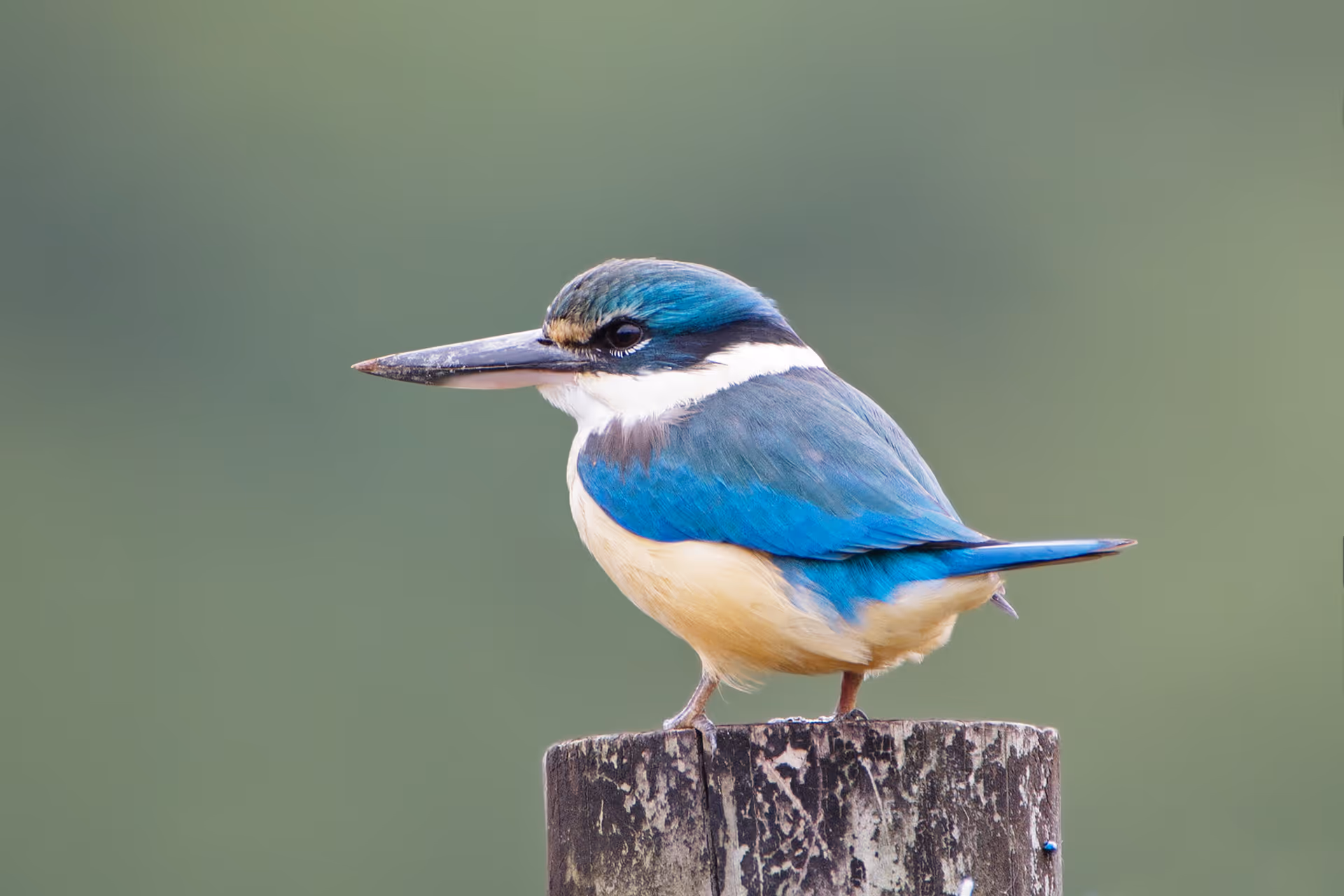 Sacred Kingfisher