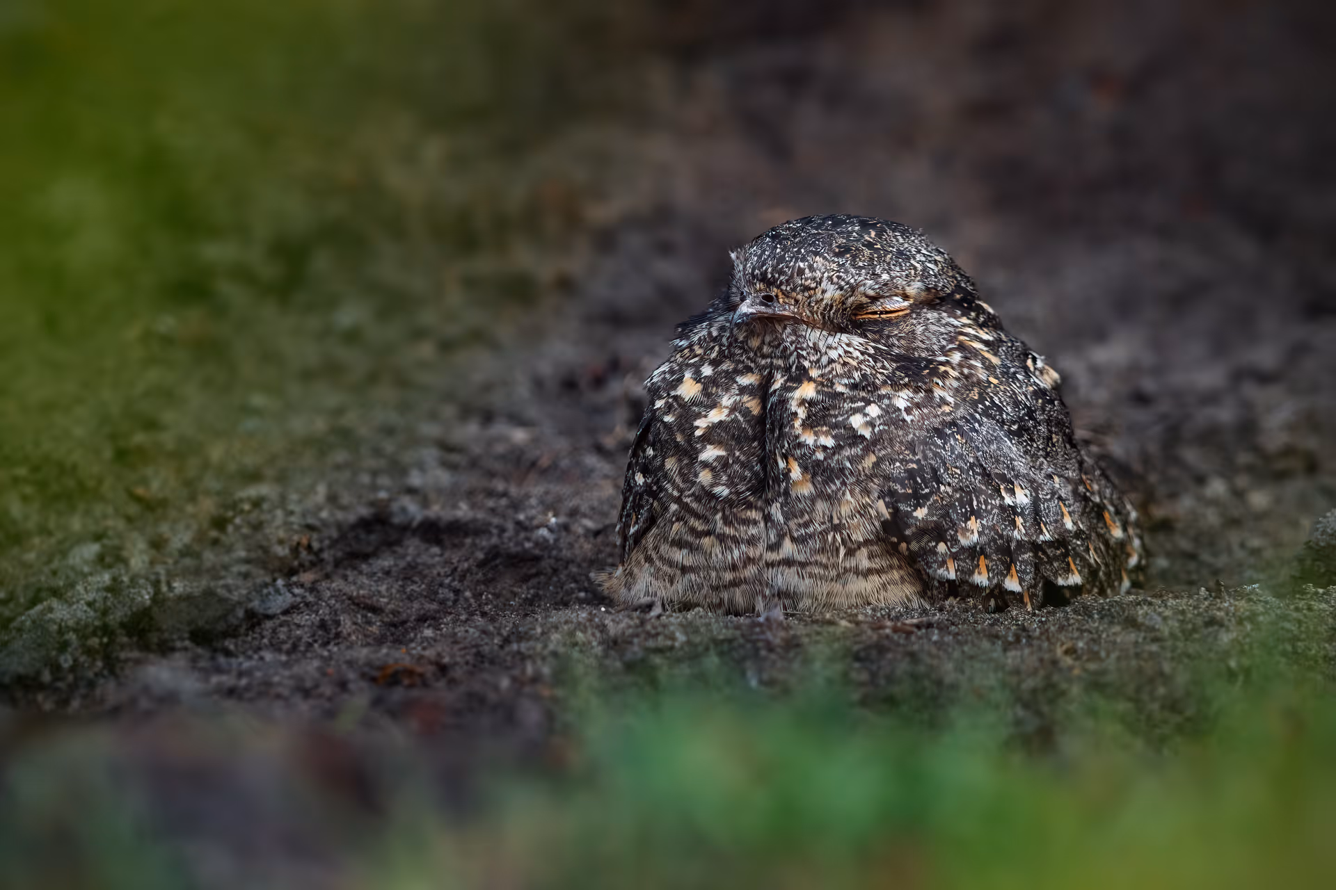 Savanna Nightjar