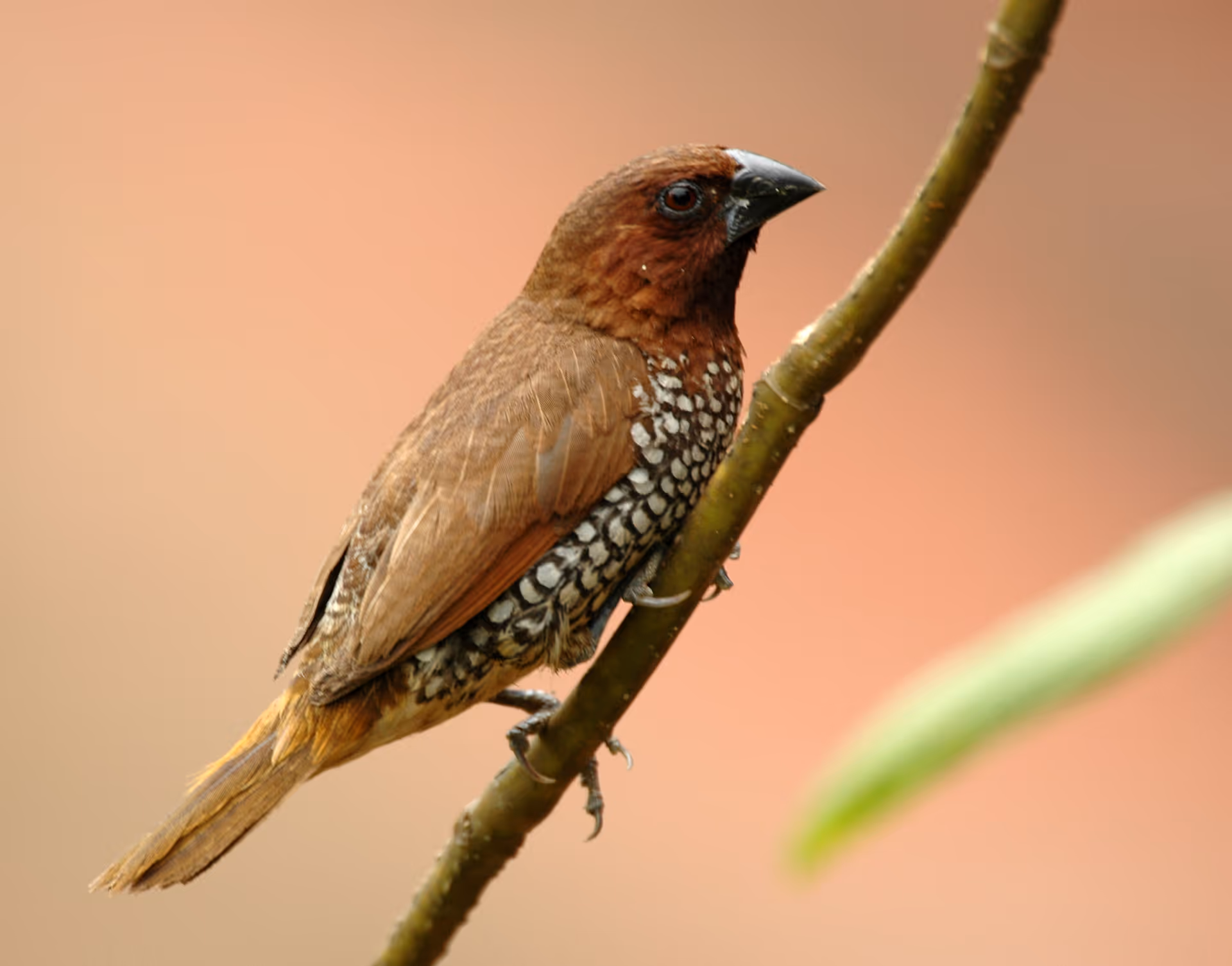 Scaly-breasted Munia