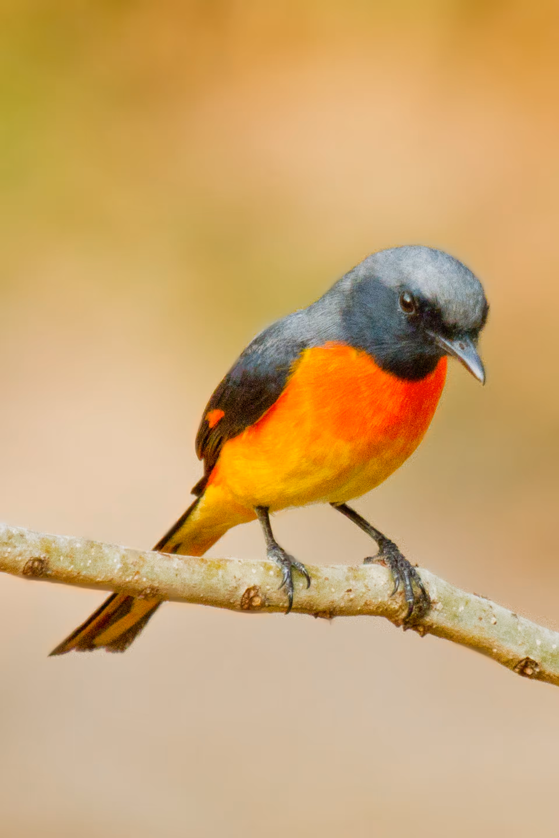 Small Minivet