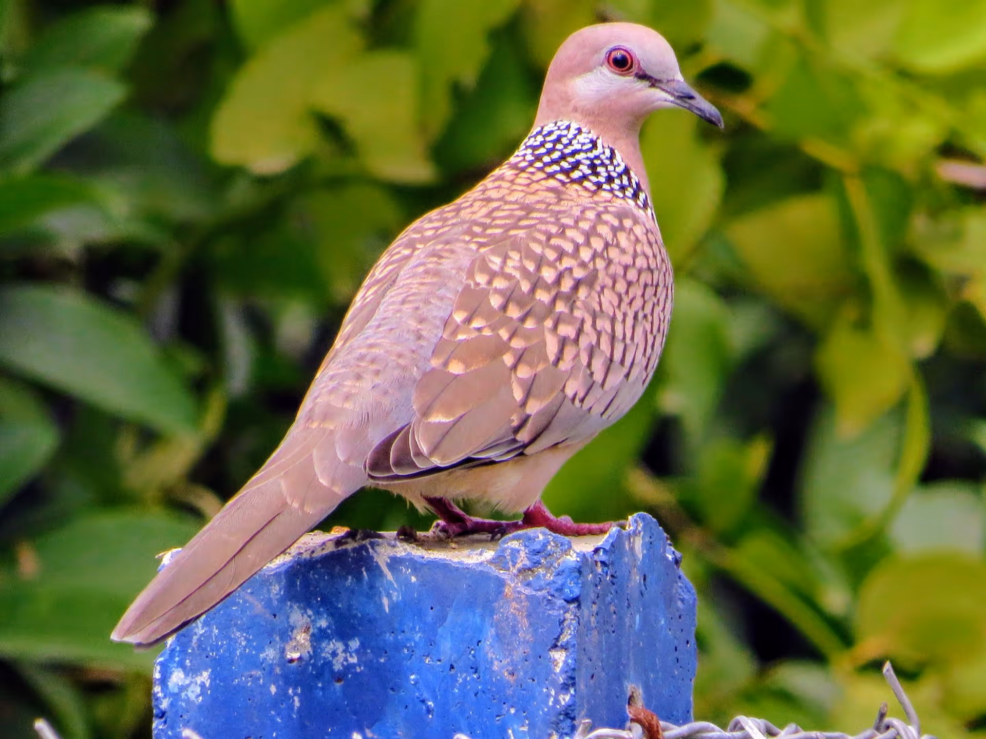Spotted Dove