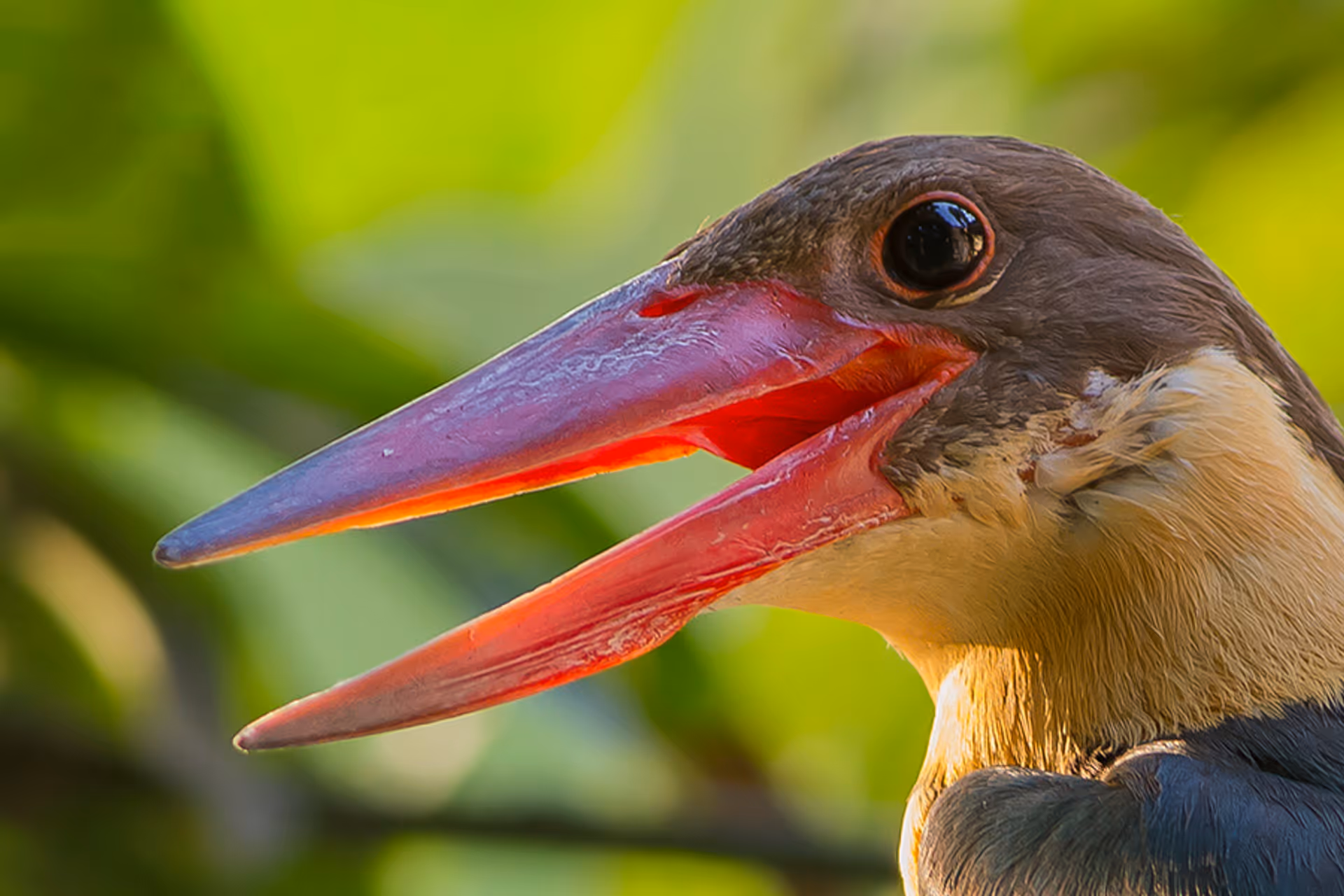 Stork-billed Kingfisher