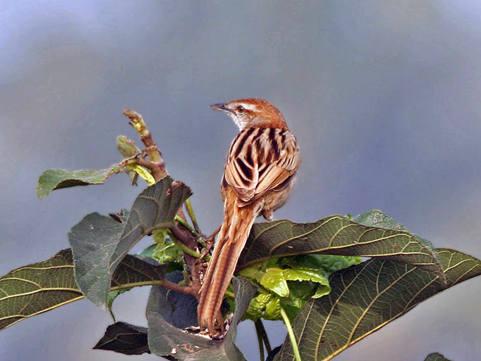 Striated Grassbird